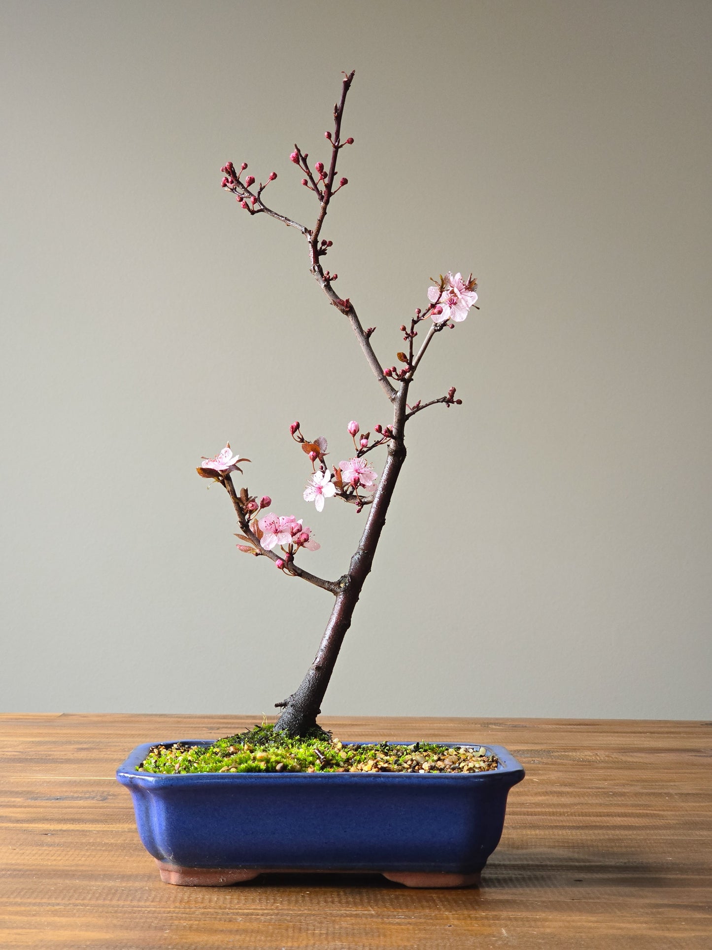 Black Cherry Plum Bonsai