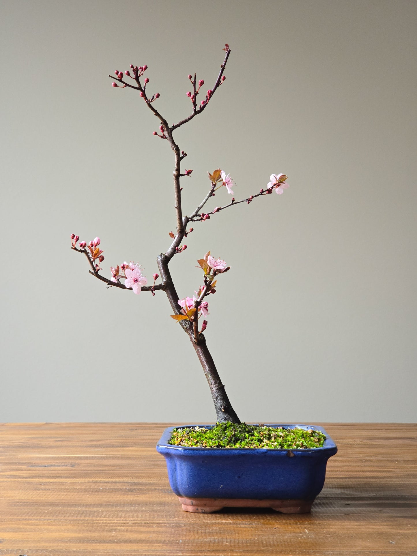 Black Cherry Plum Bonsai