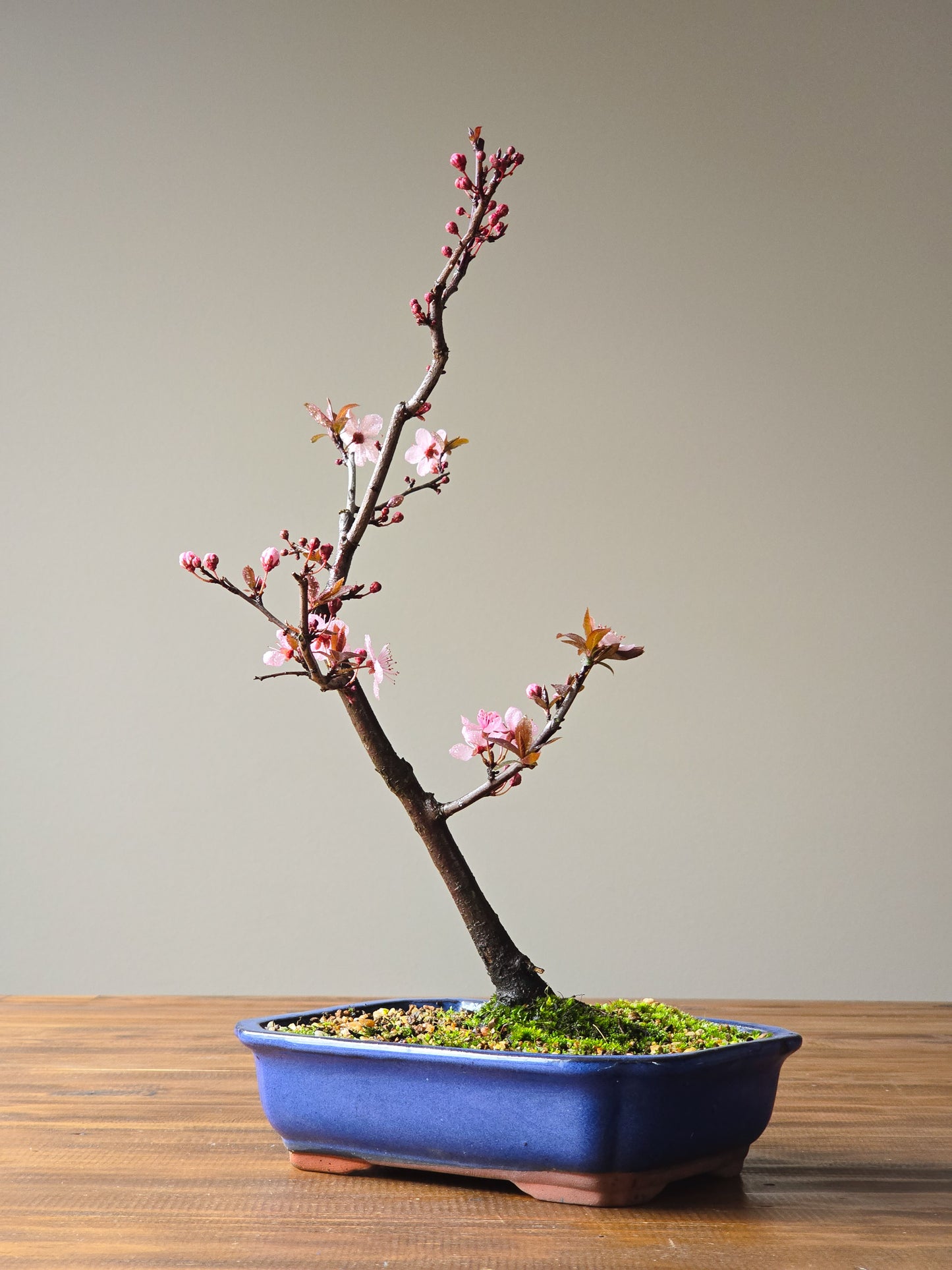Black Cherry Plum Bonsai