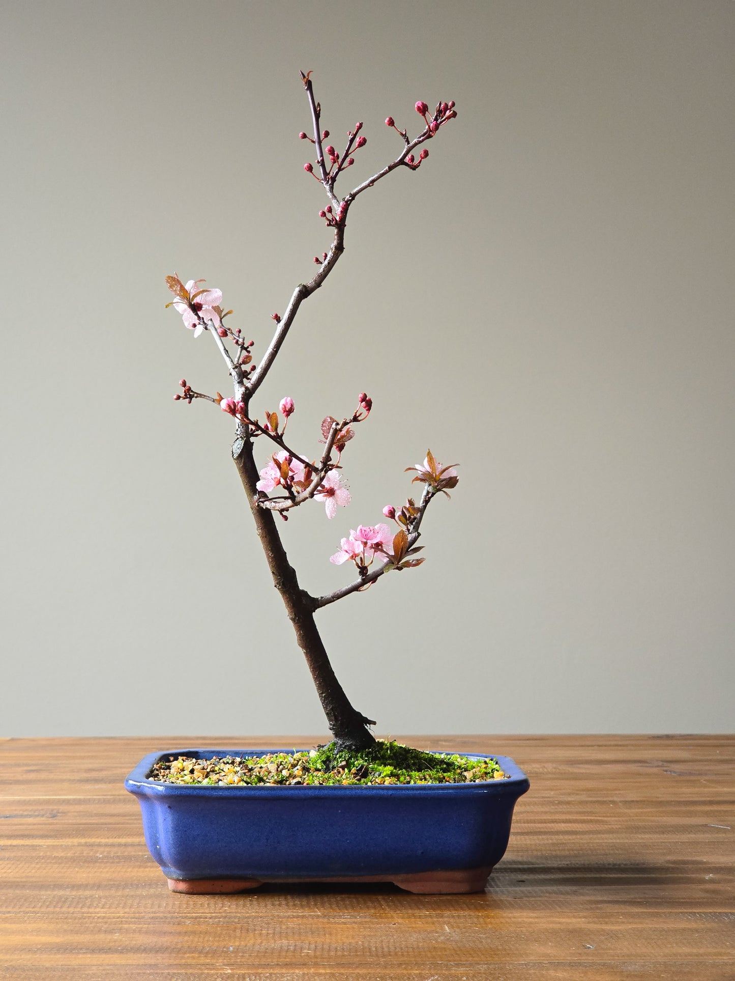 Black Cherry Plum Bonsai