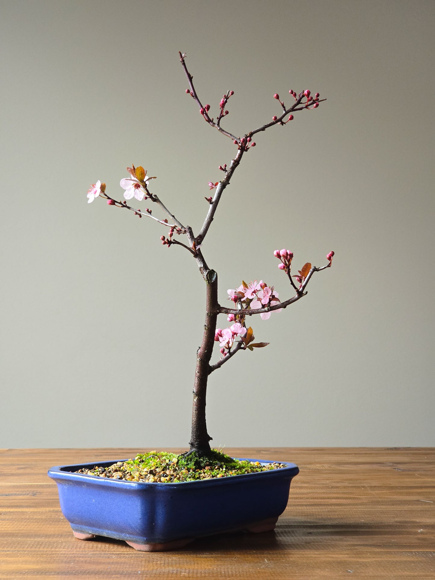 Black Cherry Plum Bonsai