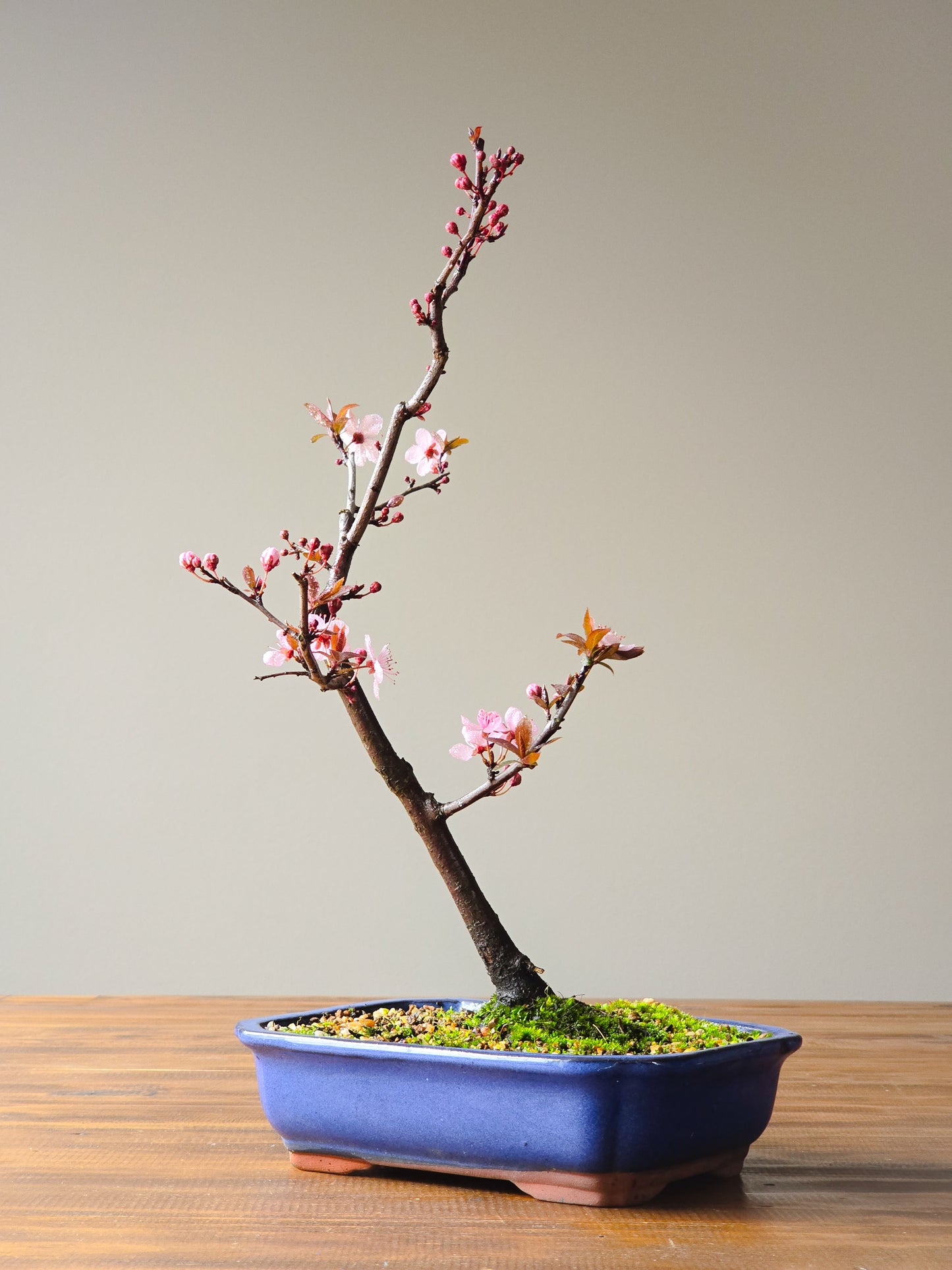 Black Cherry Plum Bonsai