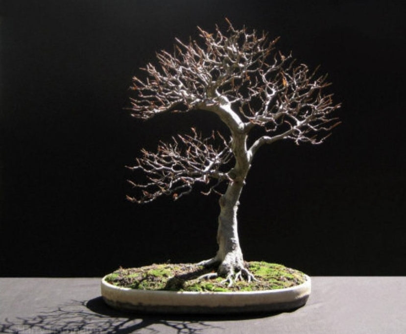 Bonsai4me: Bonsai Basics Harry Harrington