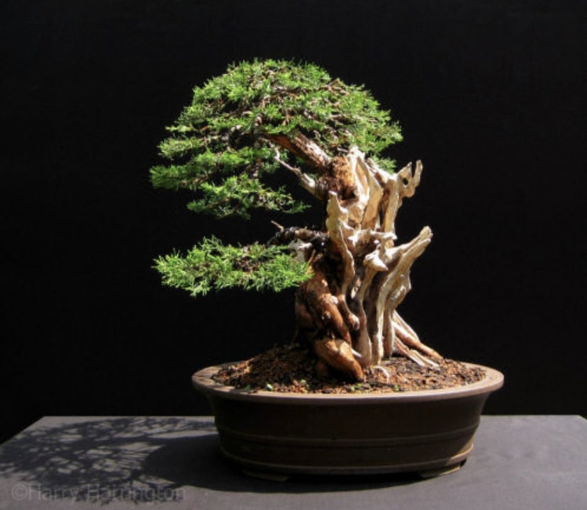 Bonsai4me: Bonsai Basics Harry Harrington