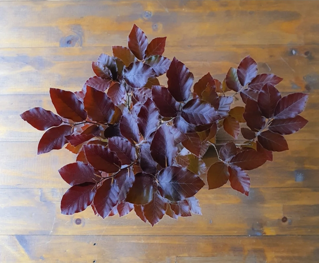 Copper Beech Bonsai - Large