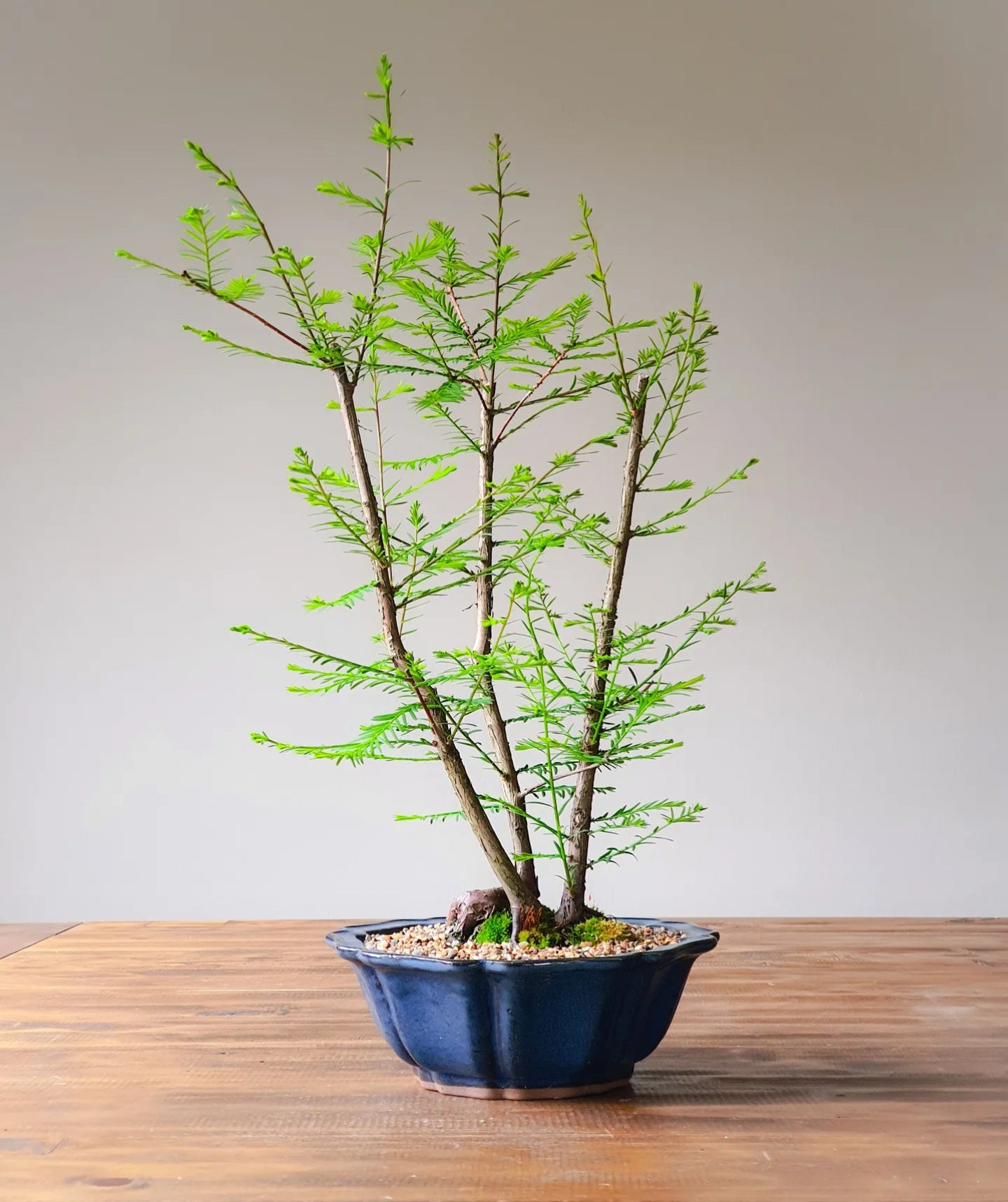 Swamp Cypress (Taxodium distichum)
