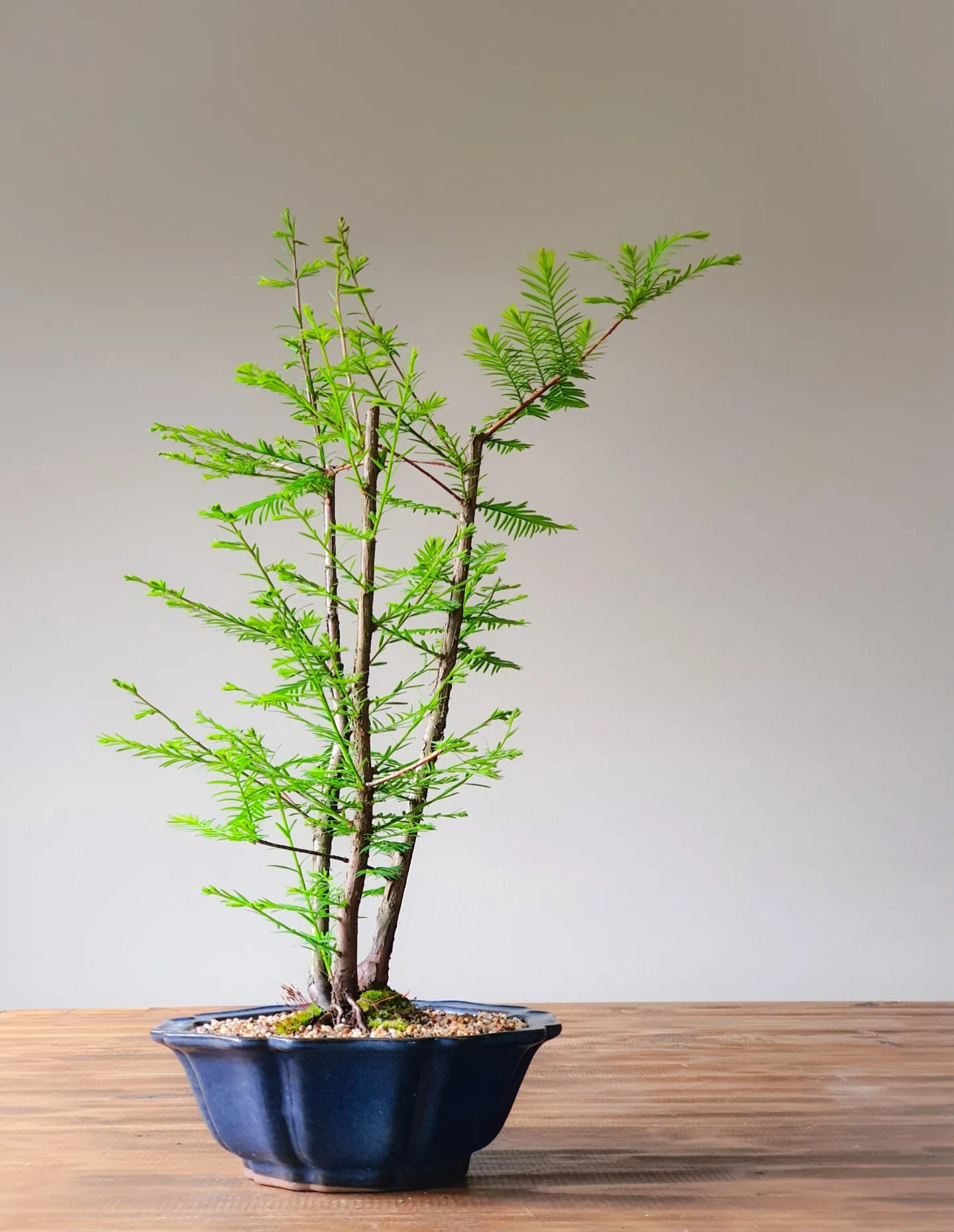 Swamp Cypress (Taxodium distichum)