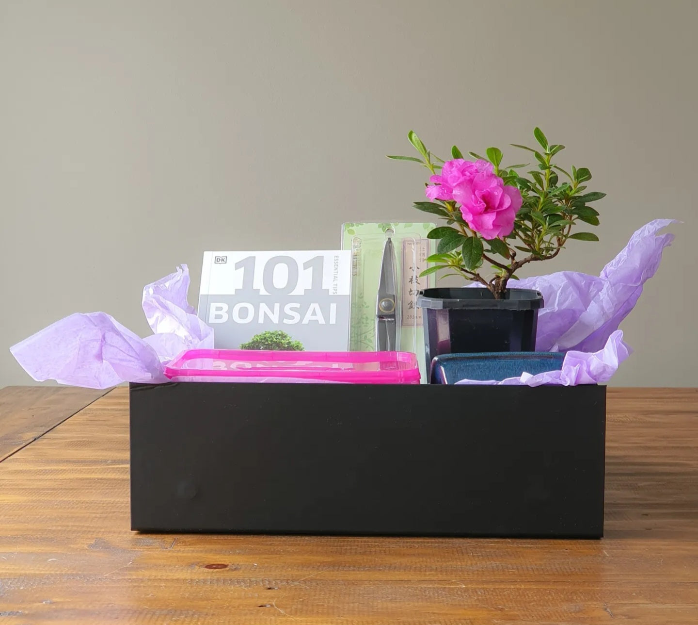 Azalea Bonsai Starter Kit