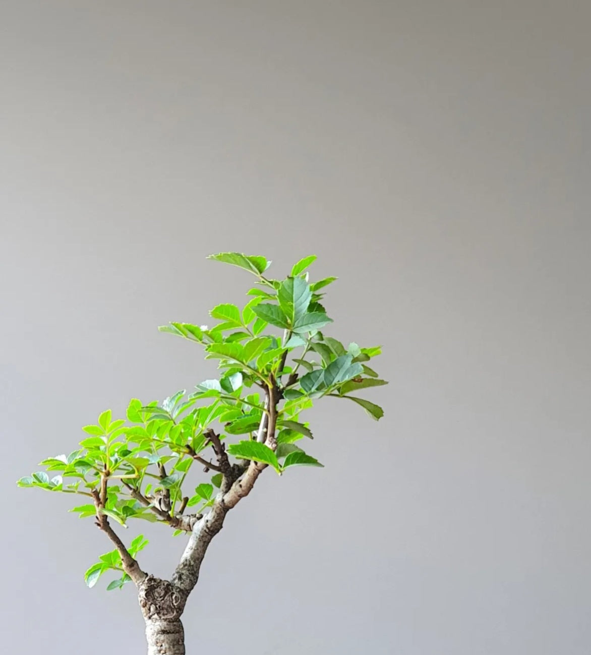Desert Ash Bonsai with handmade pot #01