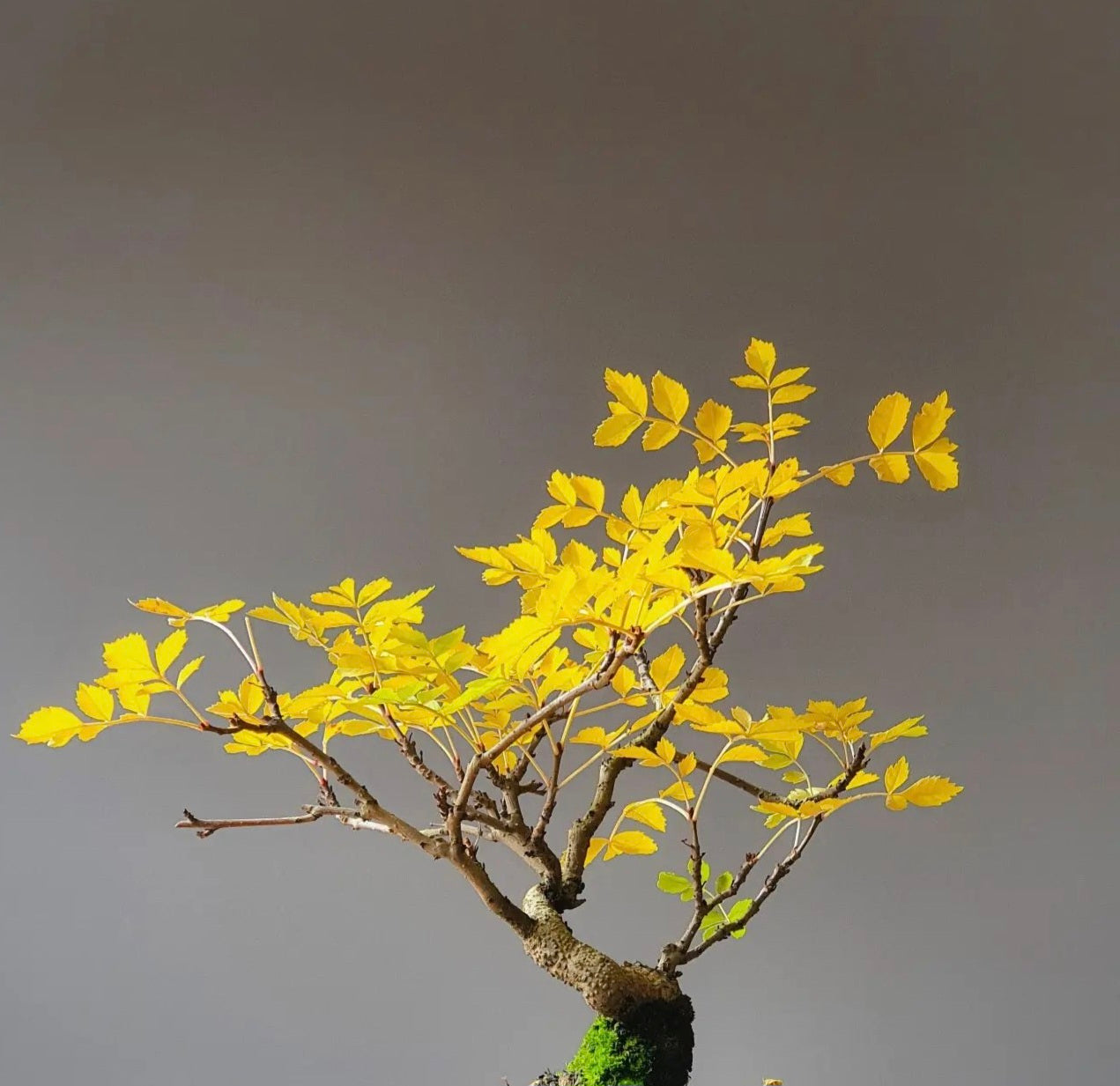 Desert Ash Bonsai with handmade pot #01