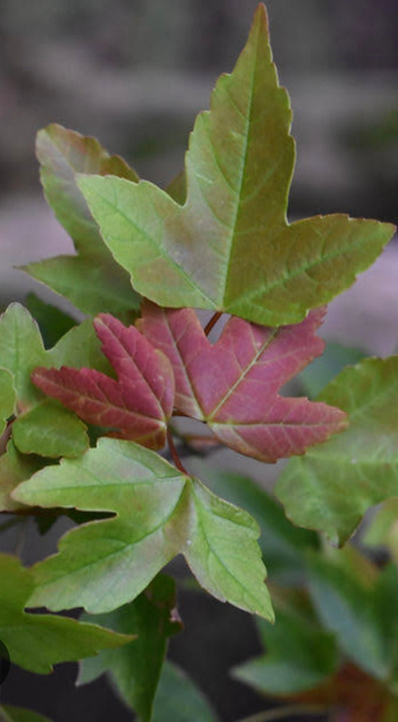 Trident Maple Bonsai #003