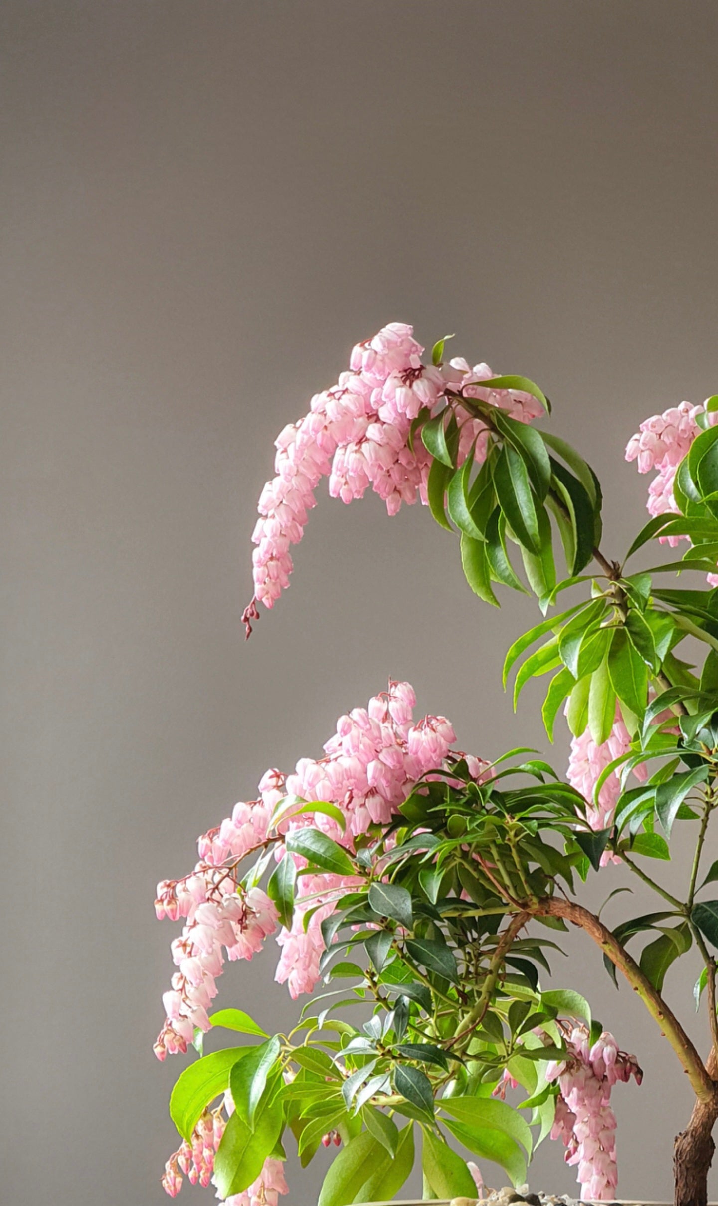 Pieris Japonica Bonsai