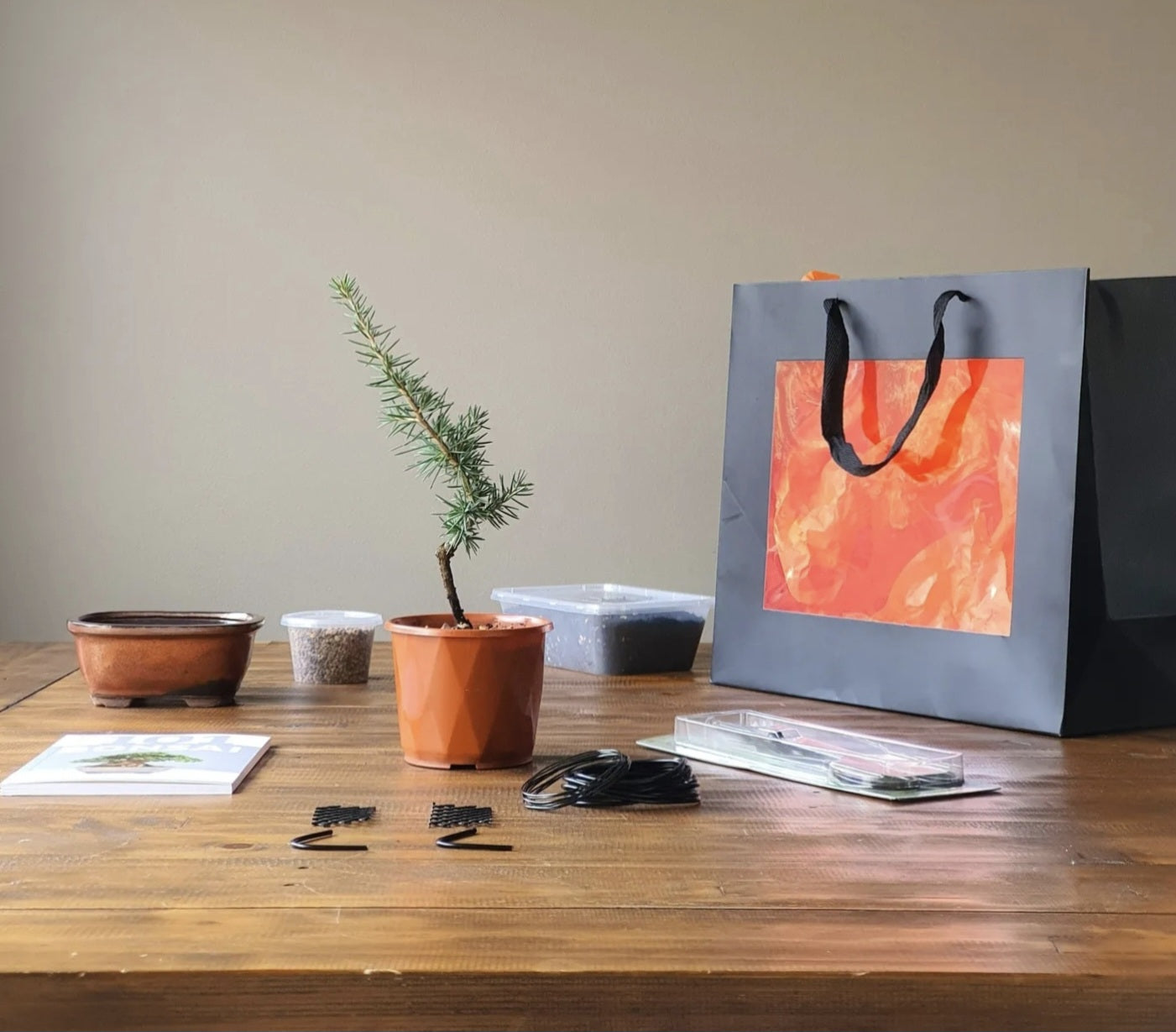 Cedar Bonsai Starter Kit