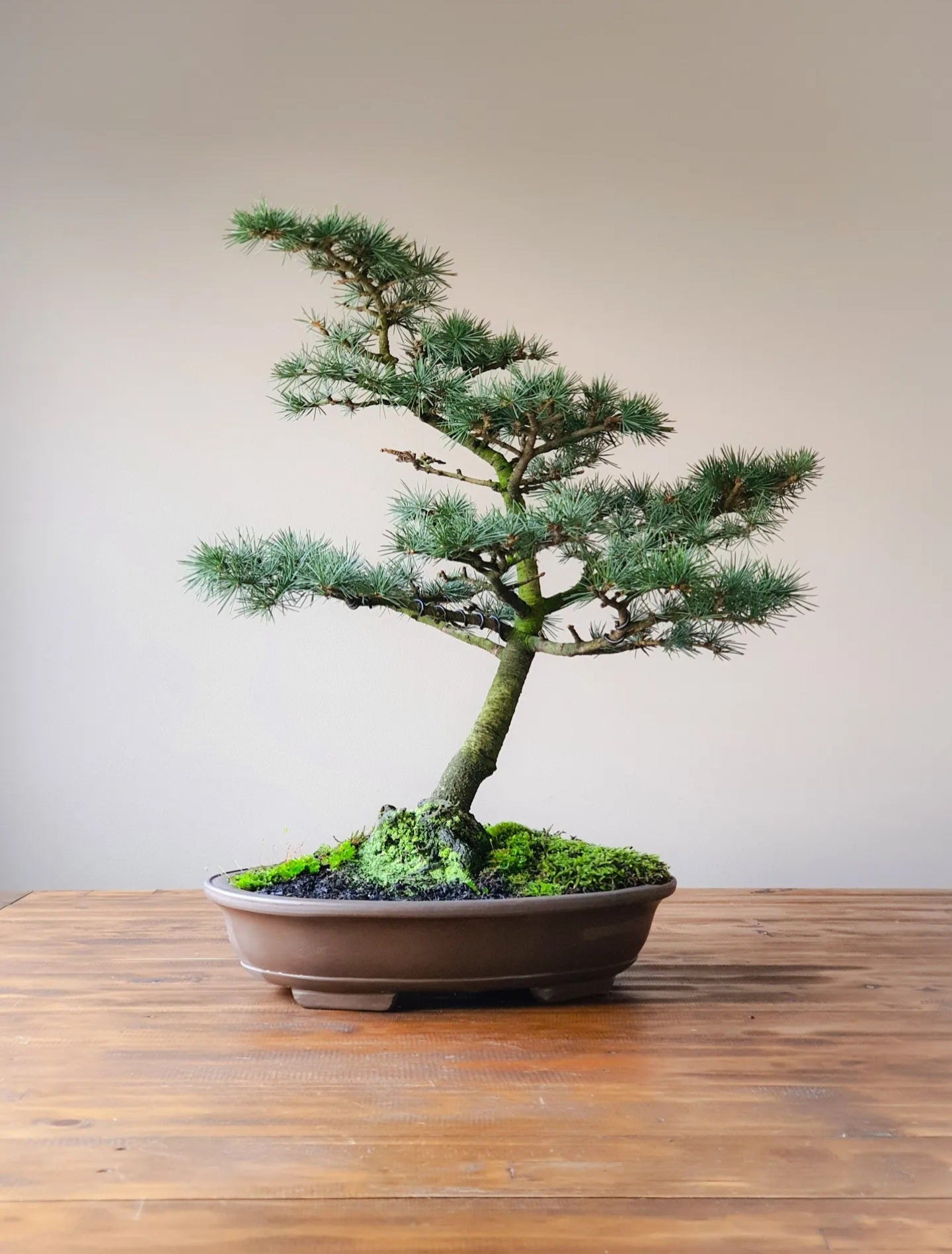 Cedar Bonsai Starter Kit