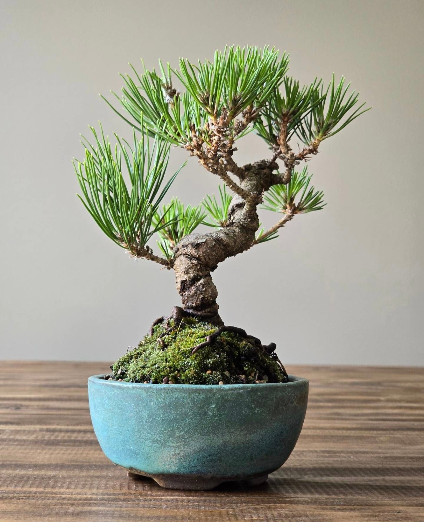 Pine Bonsai Starter Kit