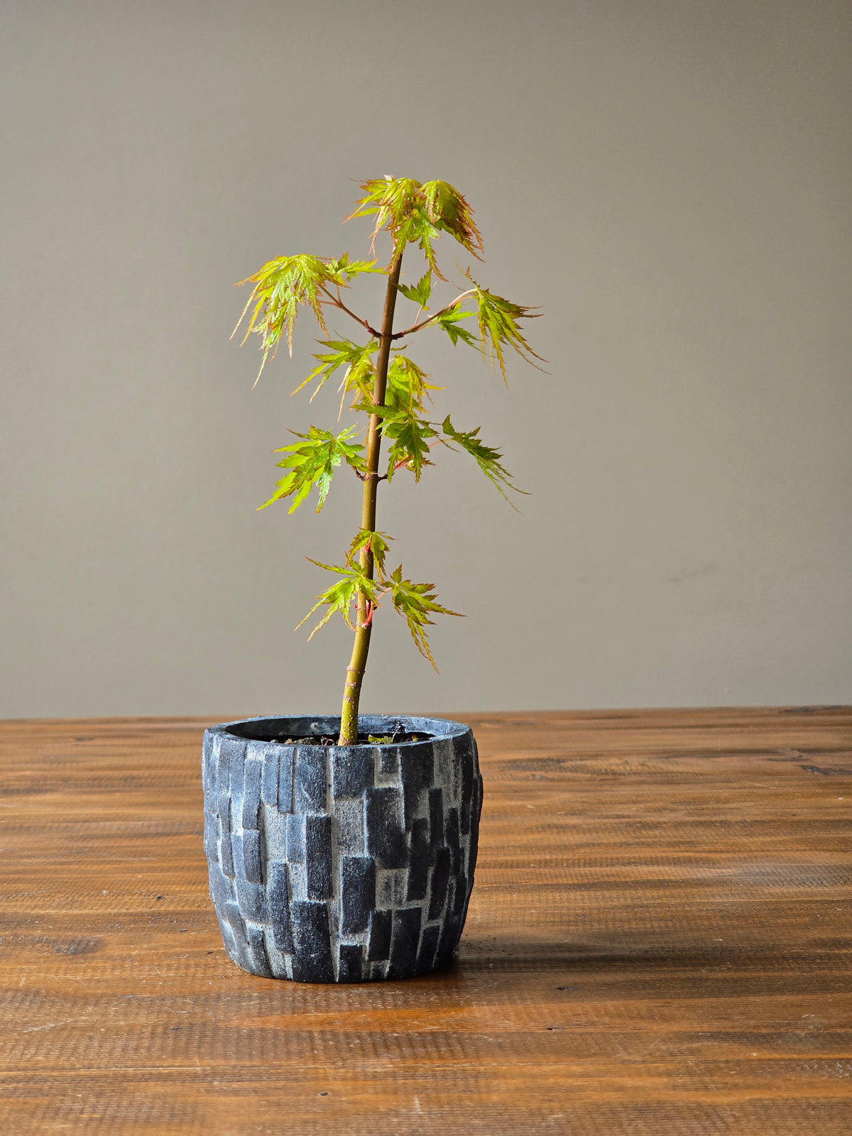 Japanese Maple Bonsai Starter