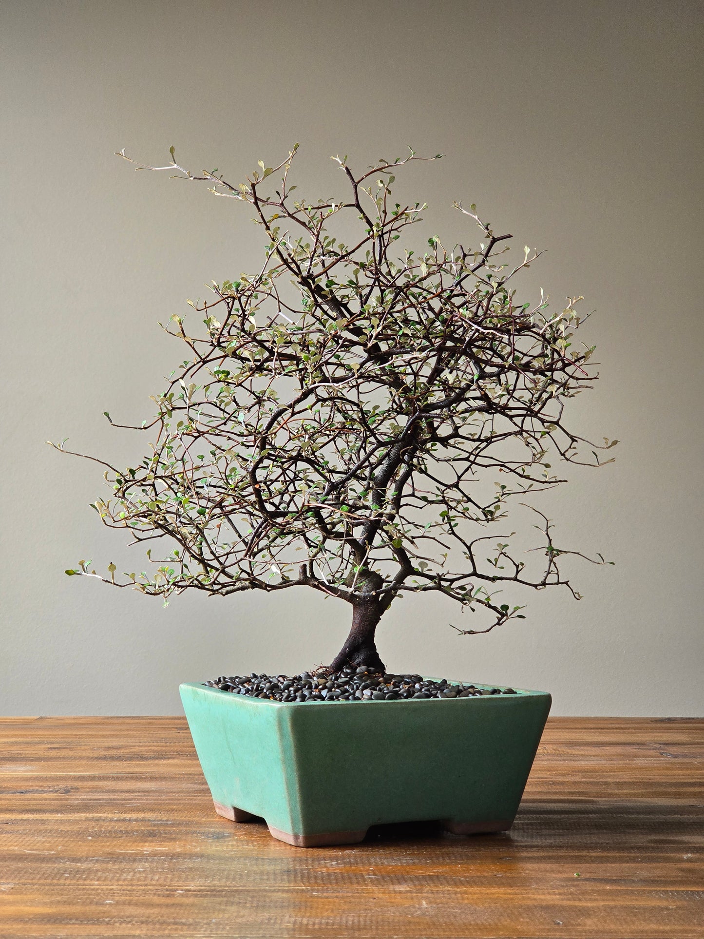 Large Corokia Bonsai