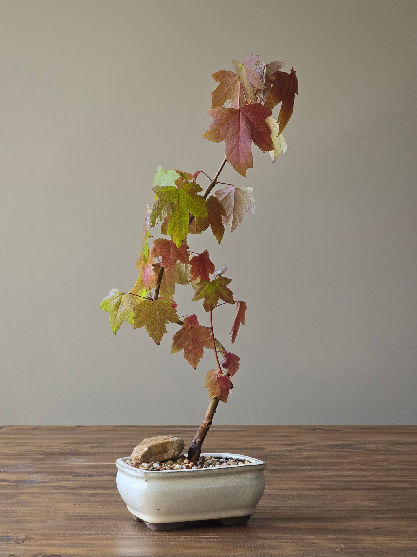 American Sweetgum Bonsai