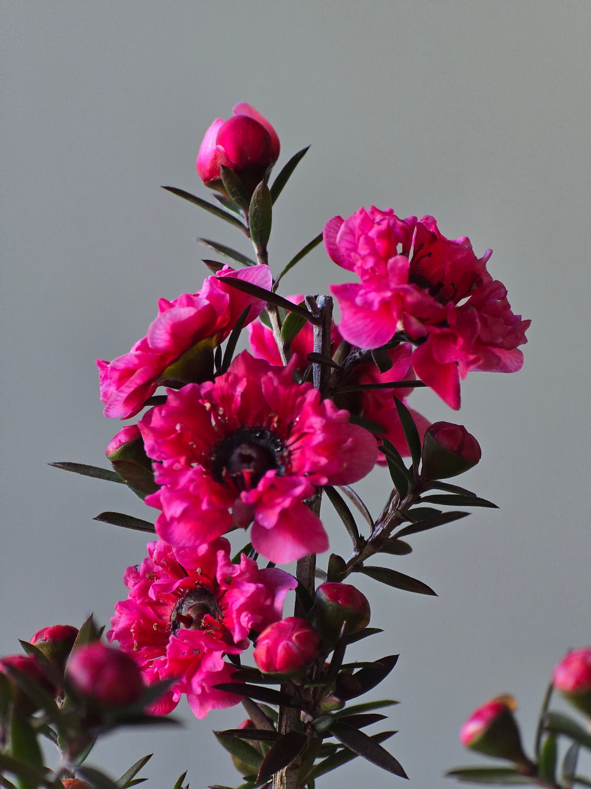 Tea Tree- Burgundy Queen