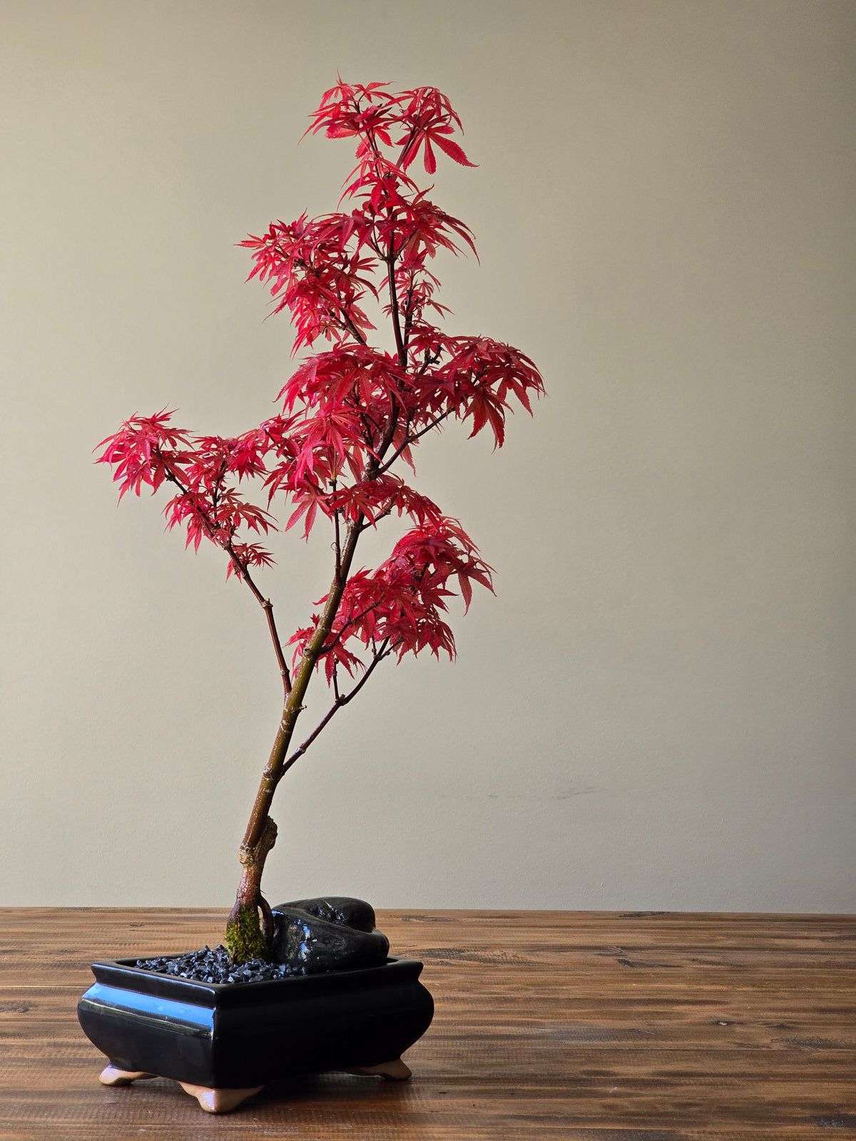 Skeeter's Broom Japanese Maple Bonsai