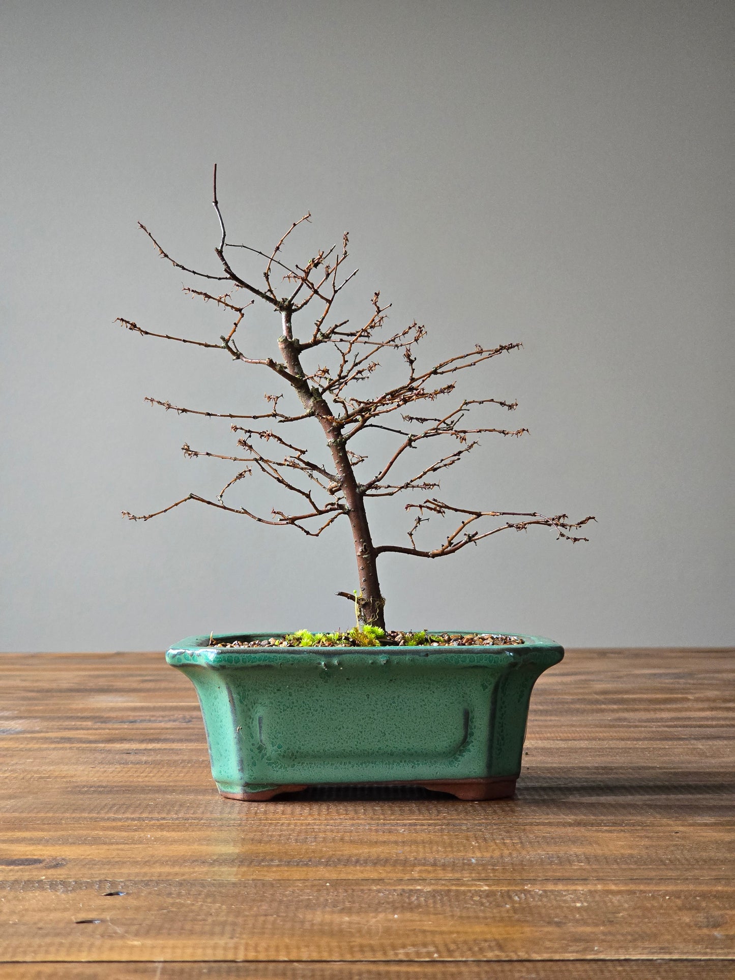 Japanese Elm Bonsai #02