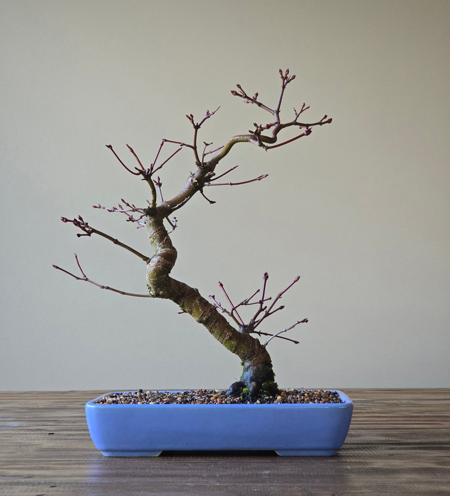 Advanced Japanese Maple Bonsai, Purple Shallow Pot (Lay-by Available)