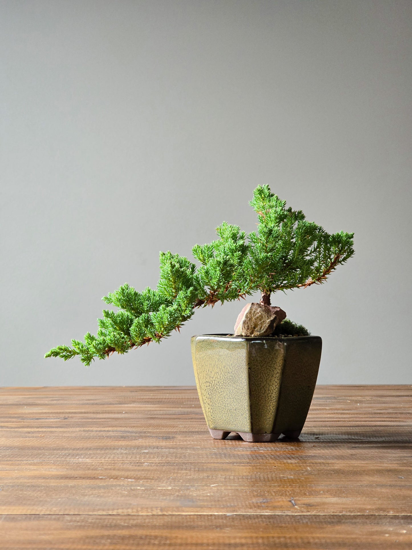 Juniper Bonsai
