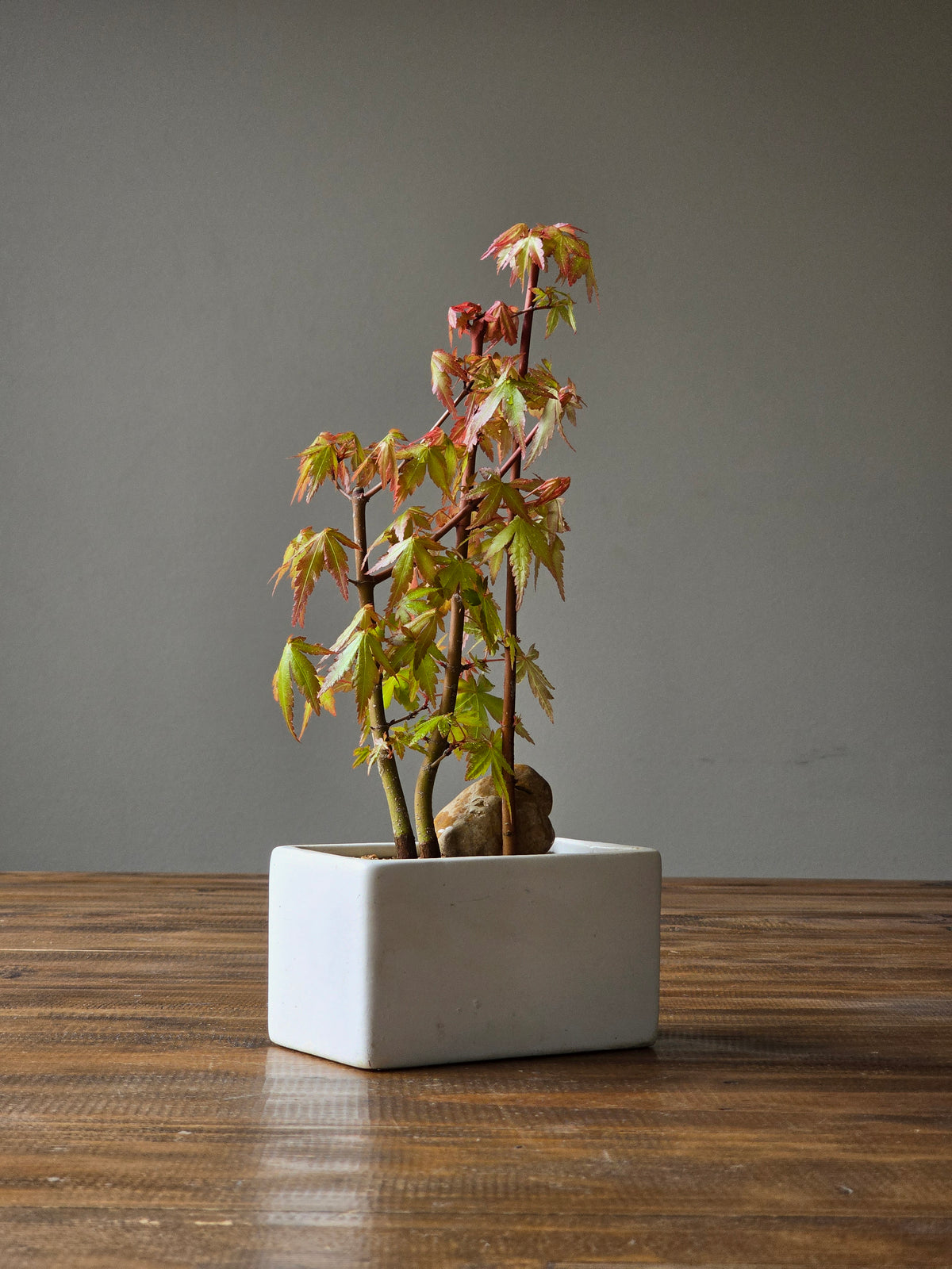 Japanese Maple Bonsai Starter