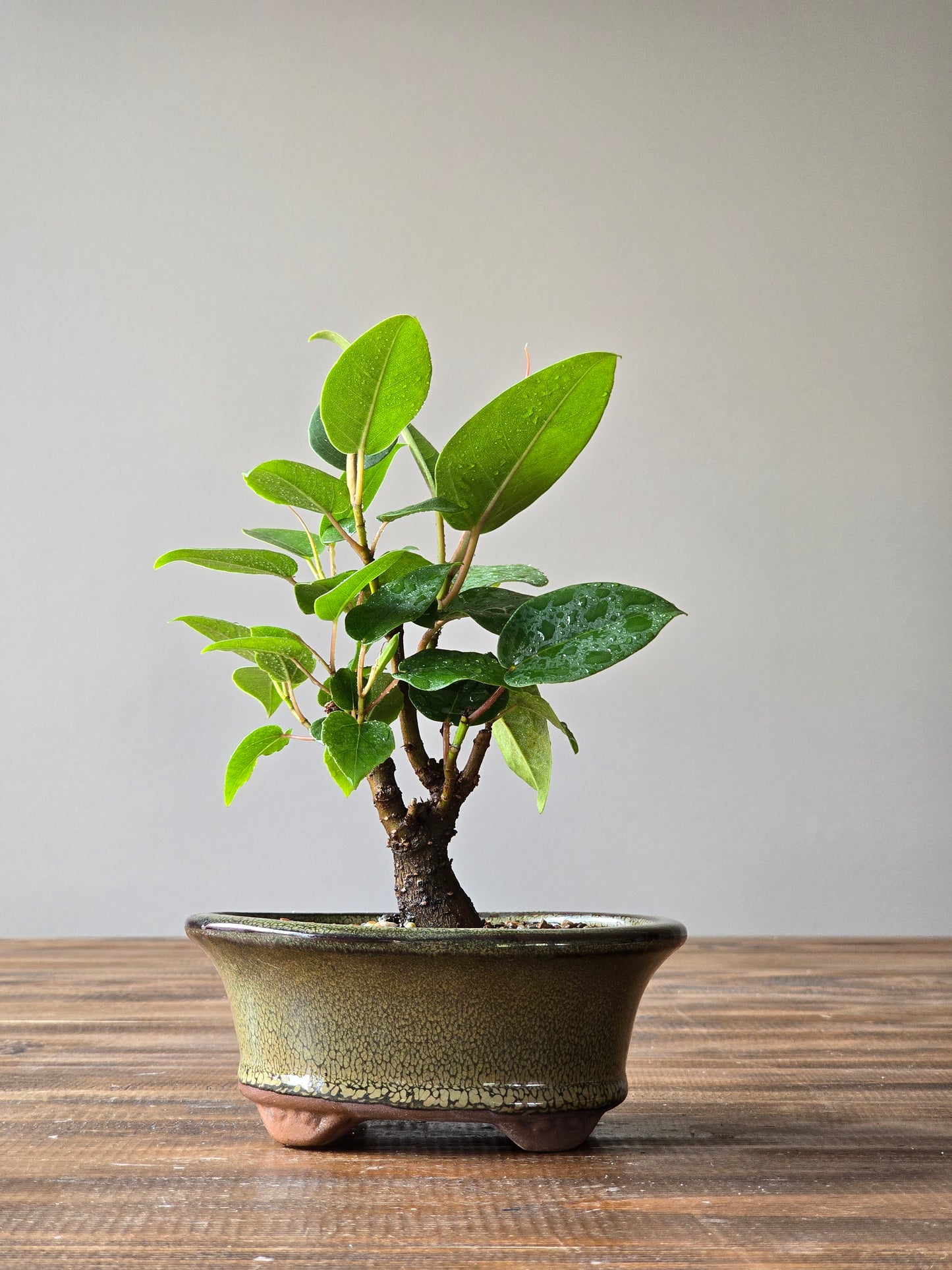 Ficus Rubiginosa (Port Jackson Fig) Bonsai Starter