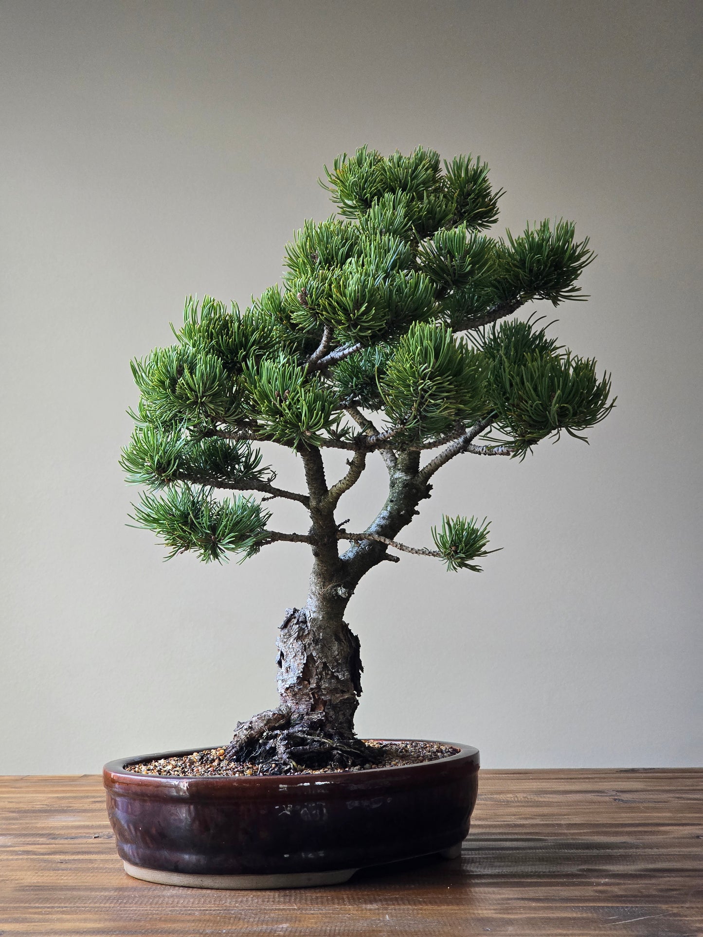 Large Pinus mugo 'Pincushion'