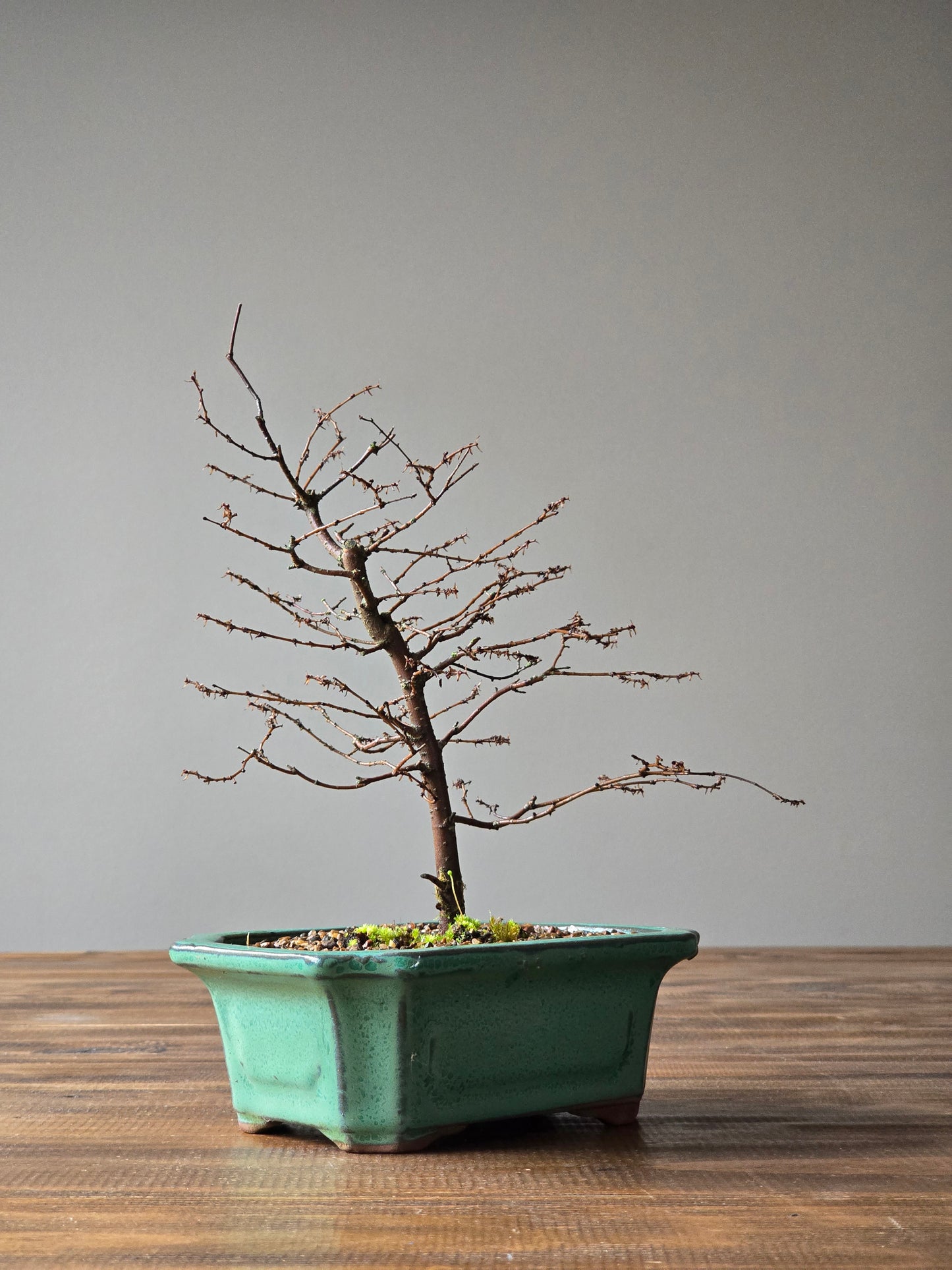 Japanese Elm Bonsai #02