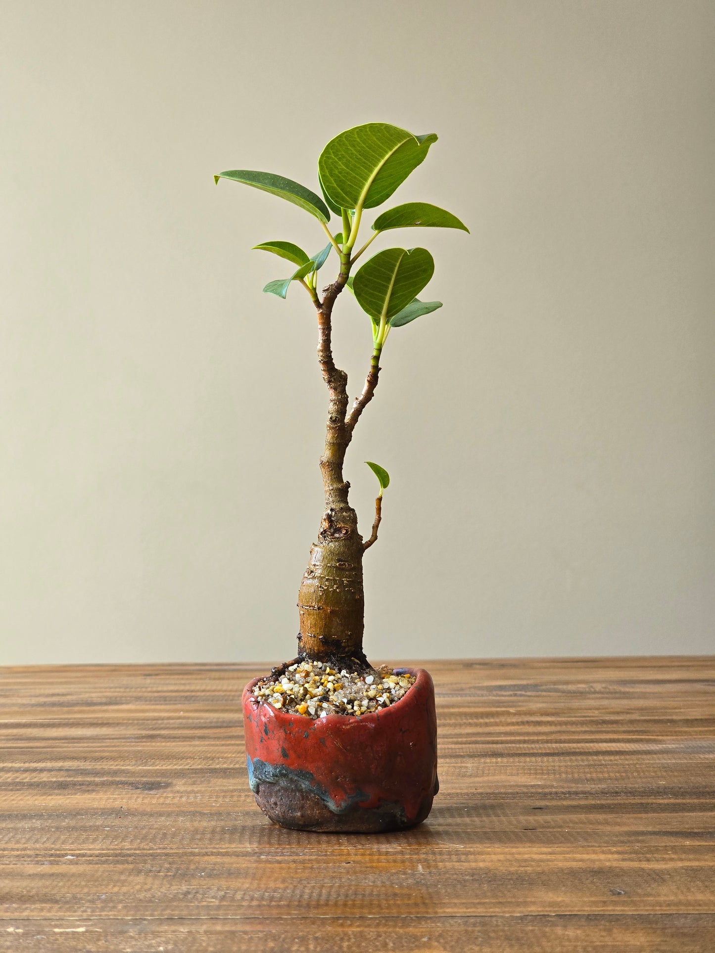 Mame Ficus Rubiginosa (Port Jackson Fig) Bonsai in handmade pot
