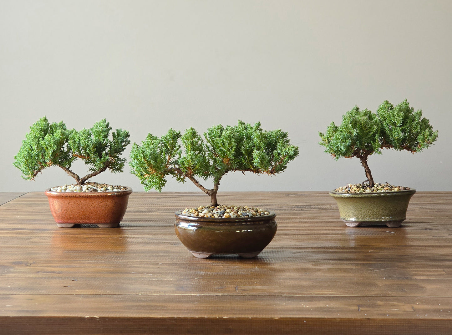 Juniper Bonsai Starters