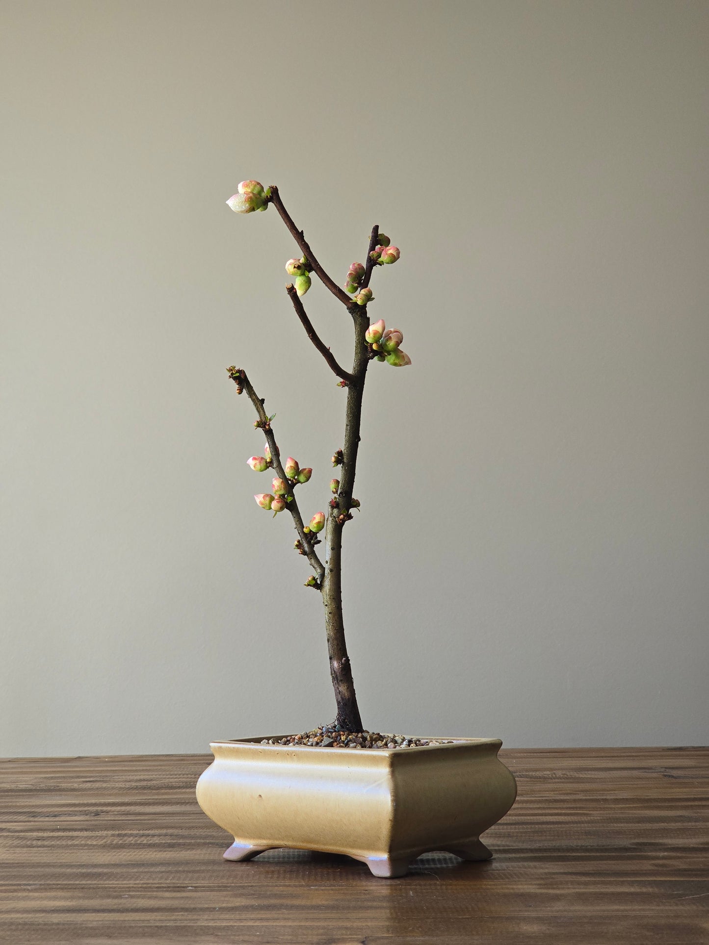 Quince Bonsai