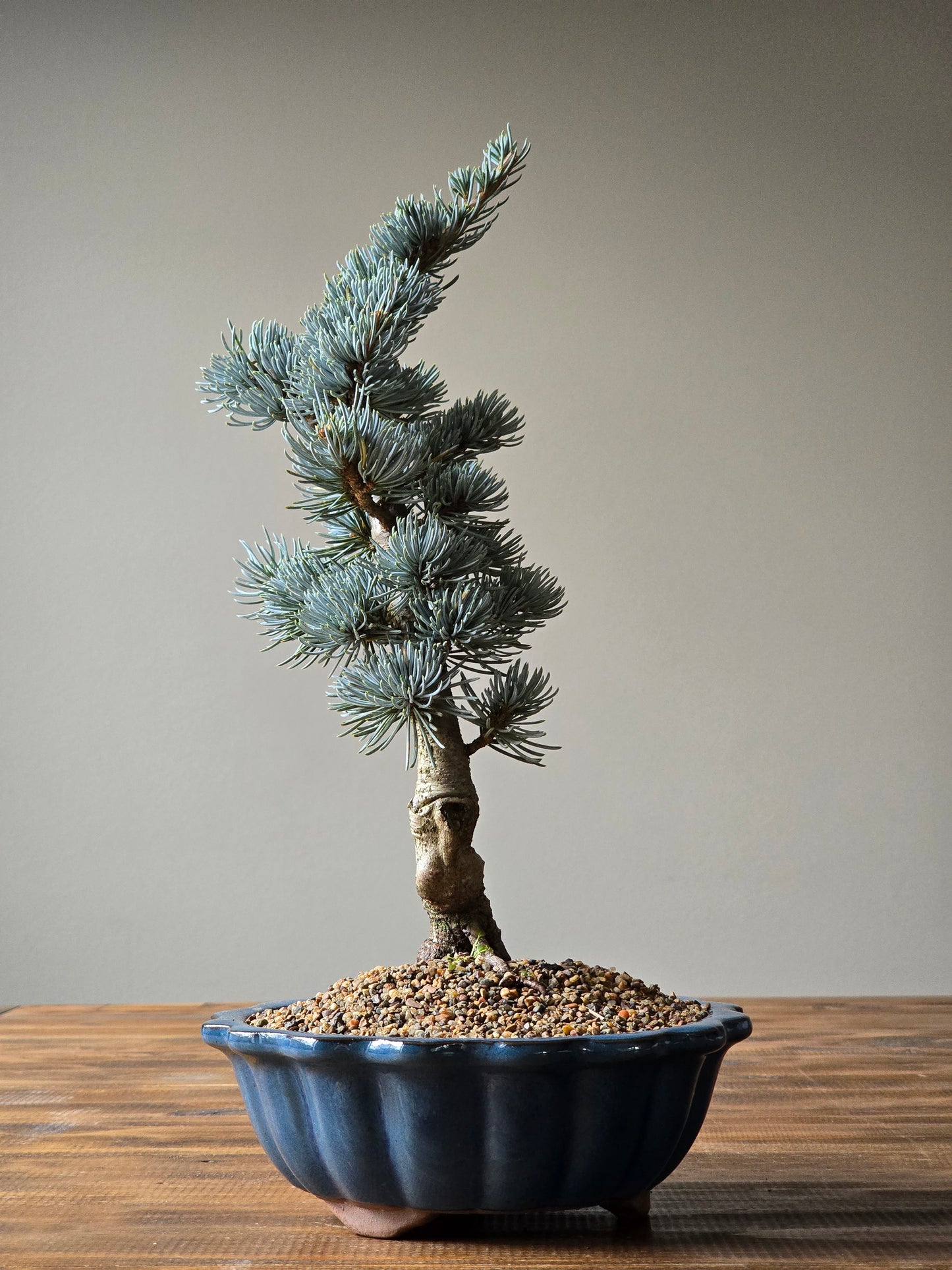 Atlantic Blue Cedar Bonsai