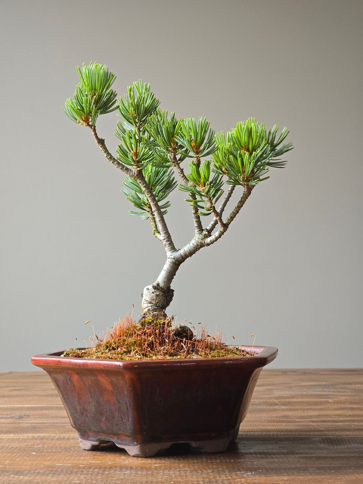 Japanese White Pine - FUKAI