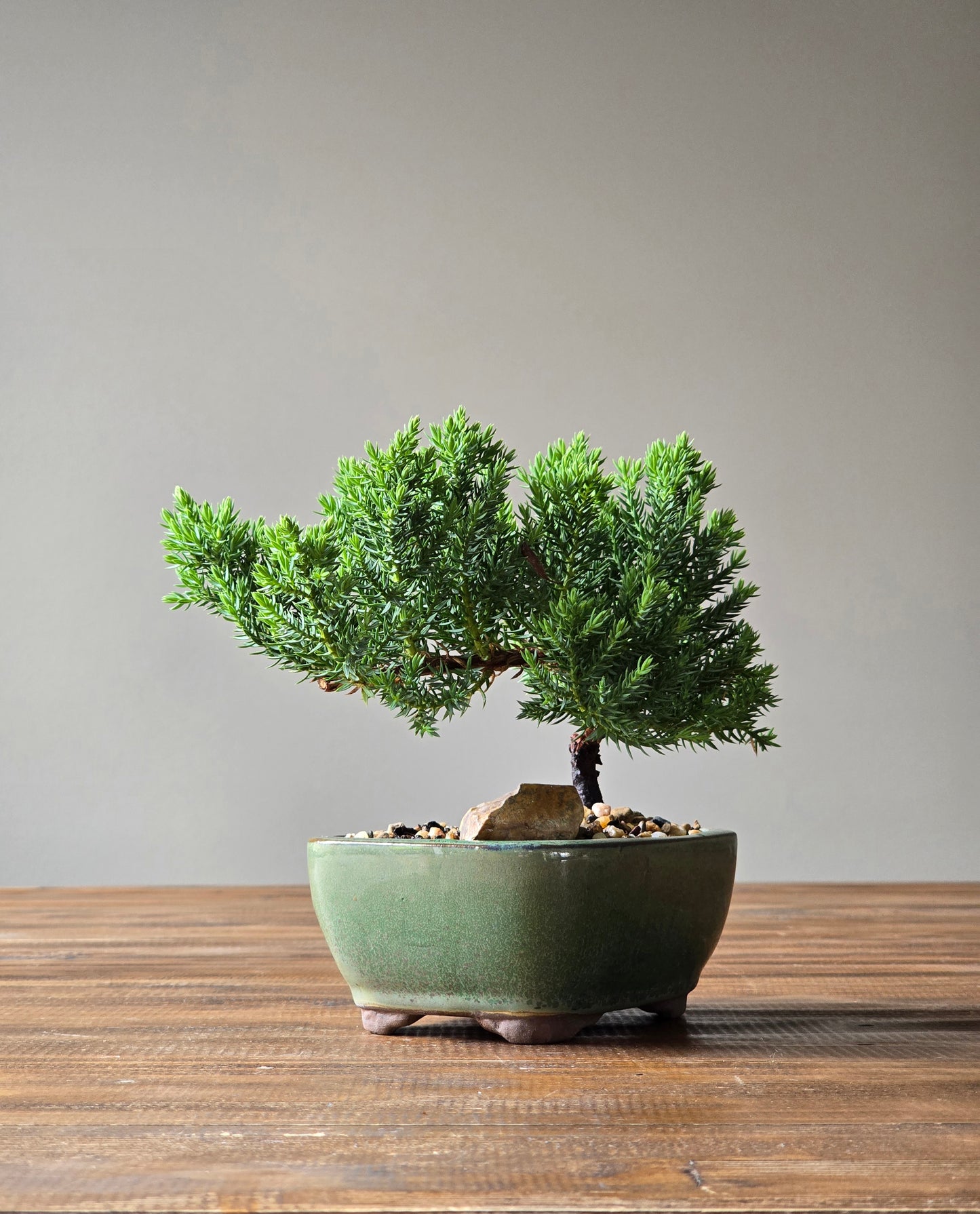 Juniper Bonsai Starter
