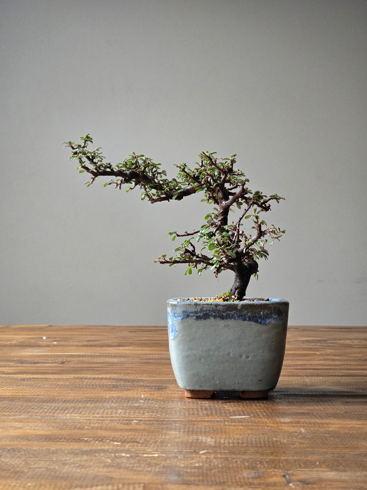 Cotoneaster Bonsai with handmade pot