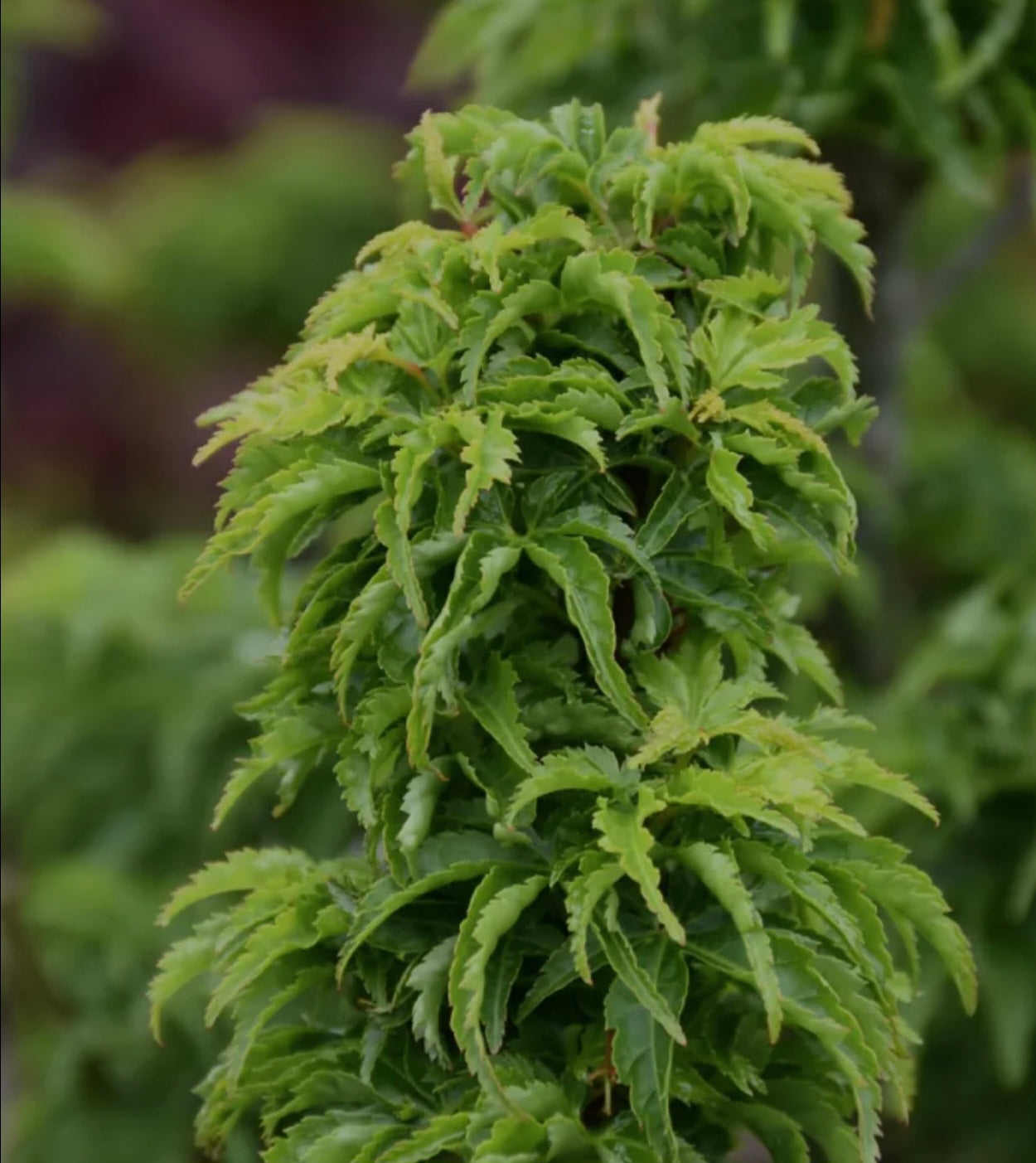Shishigashira Japanese Maple