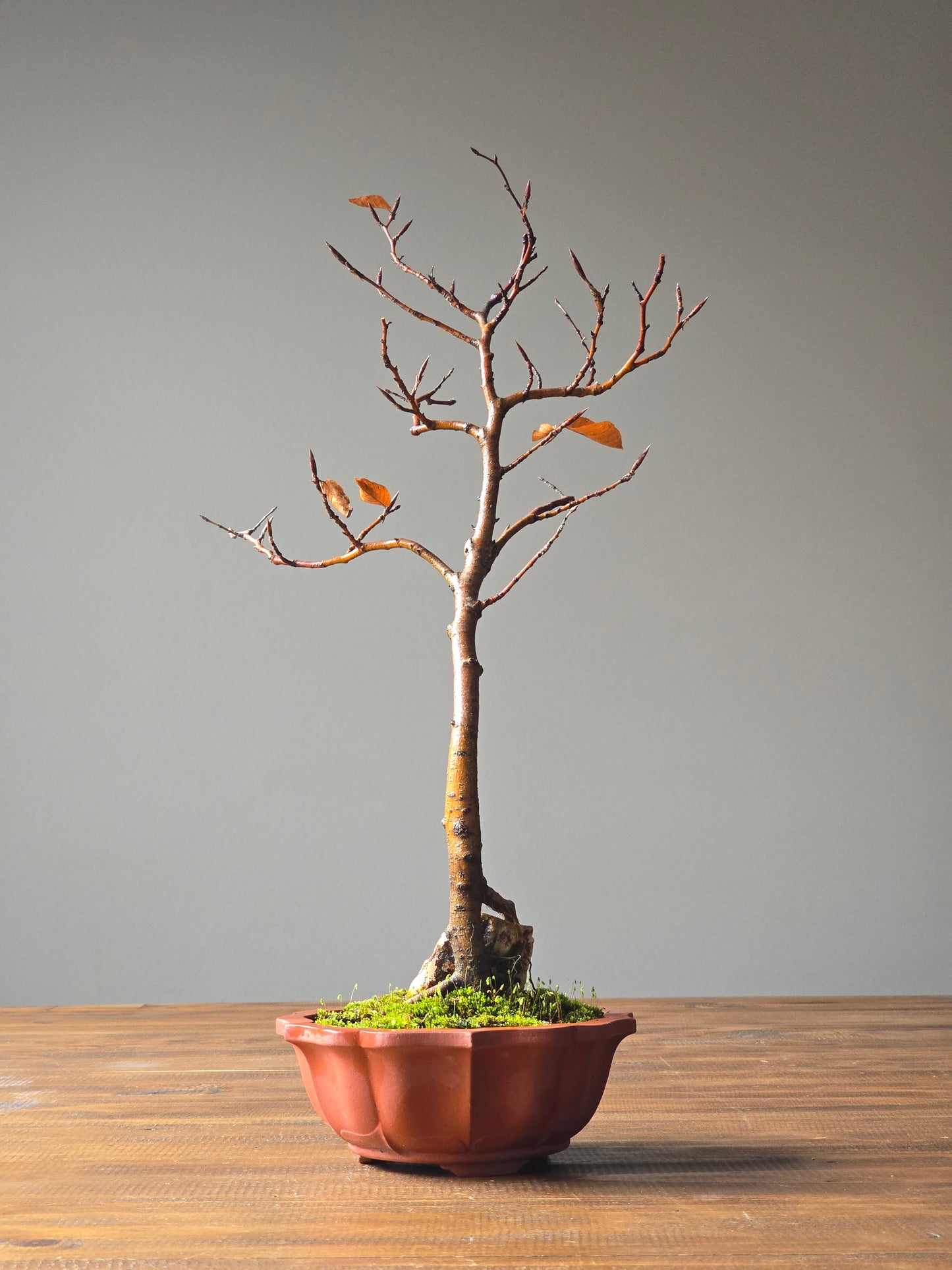 Copper Beech Root-Over-Rock Bonsai