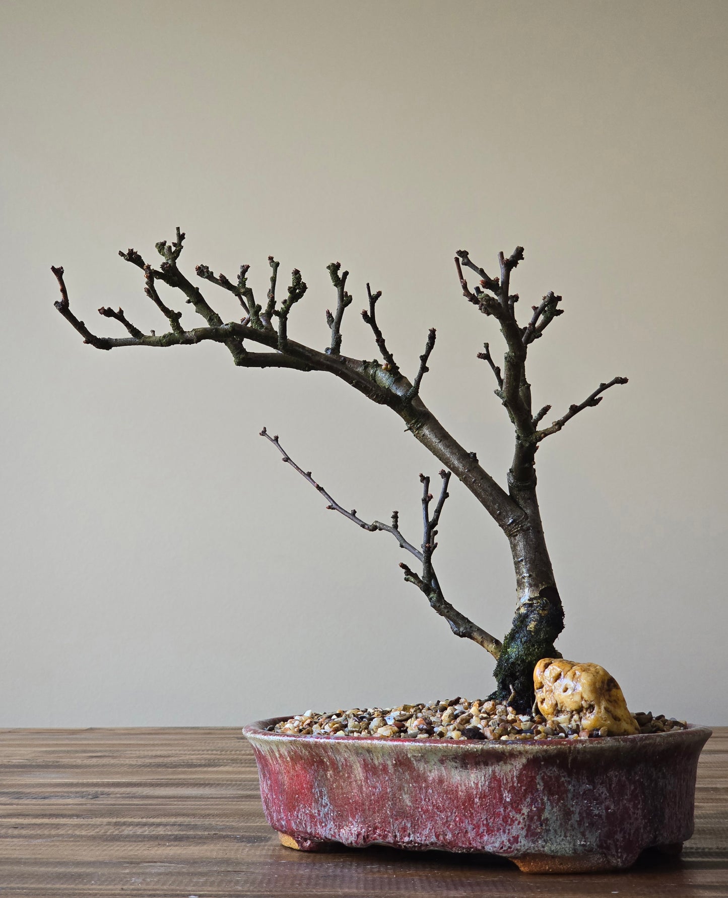 Advanced Quince Bonsai, handmade pot