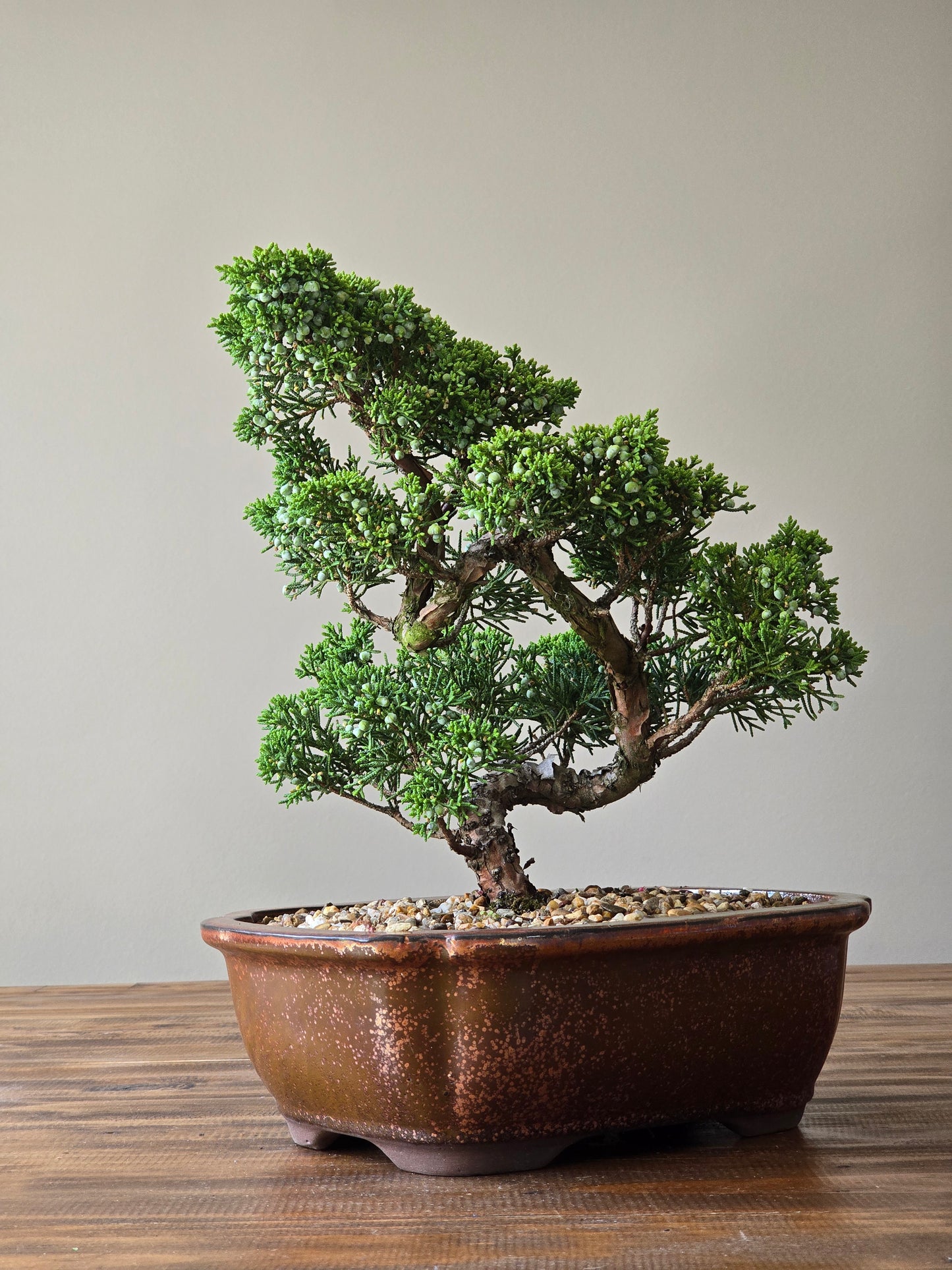 Shimpaku Juniper Bonsai PICKUP ONLY