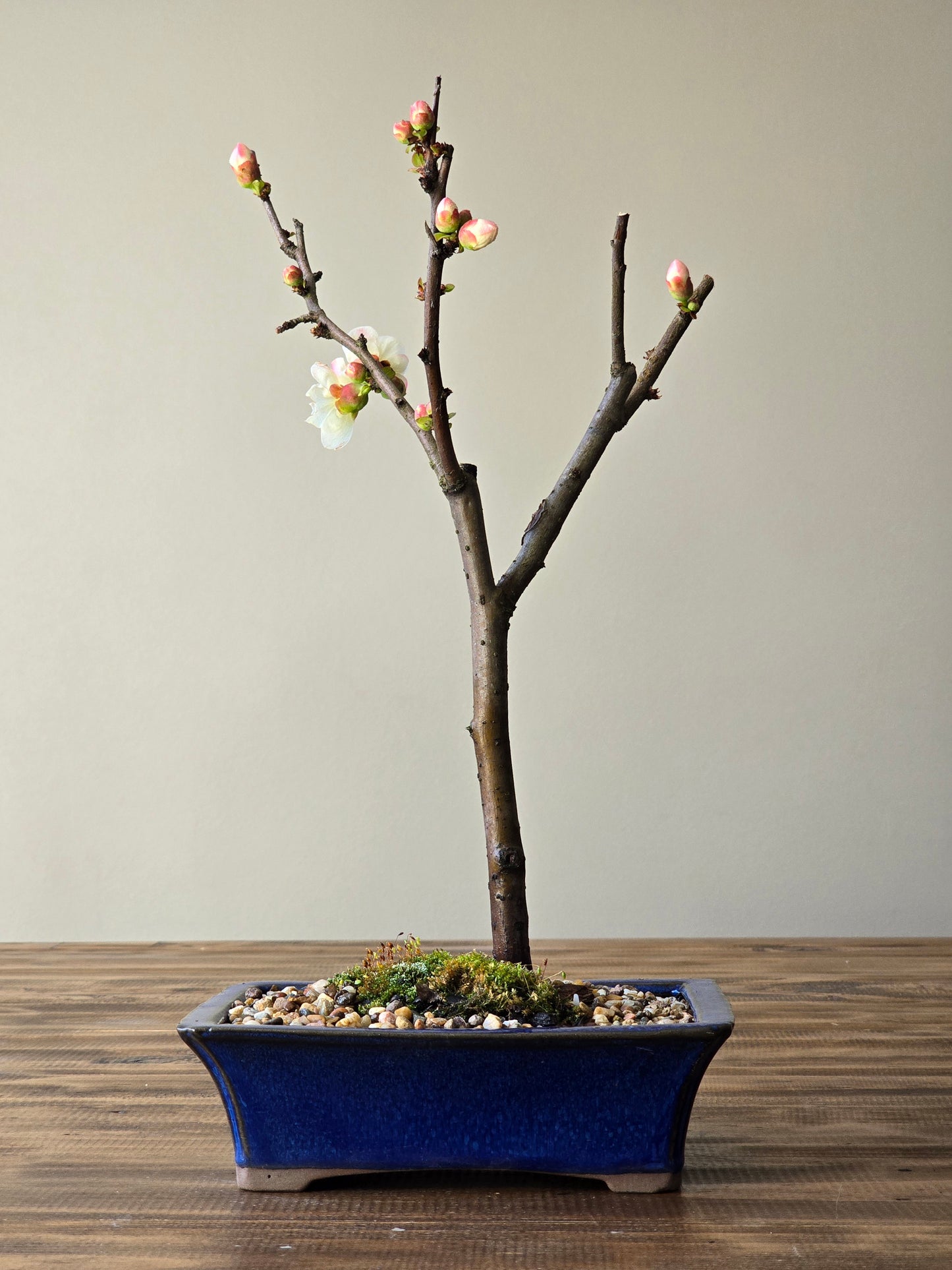 Quince Bonsai #02