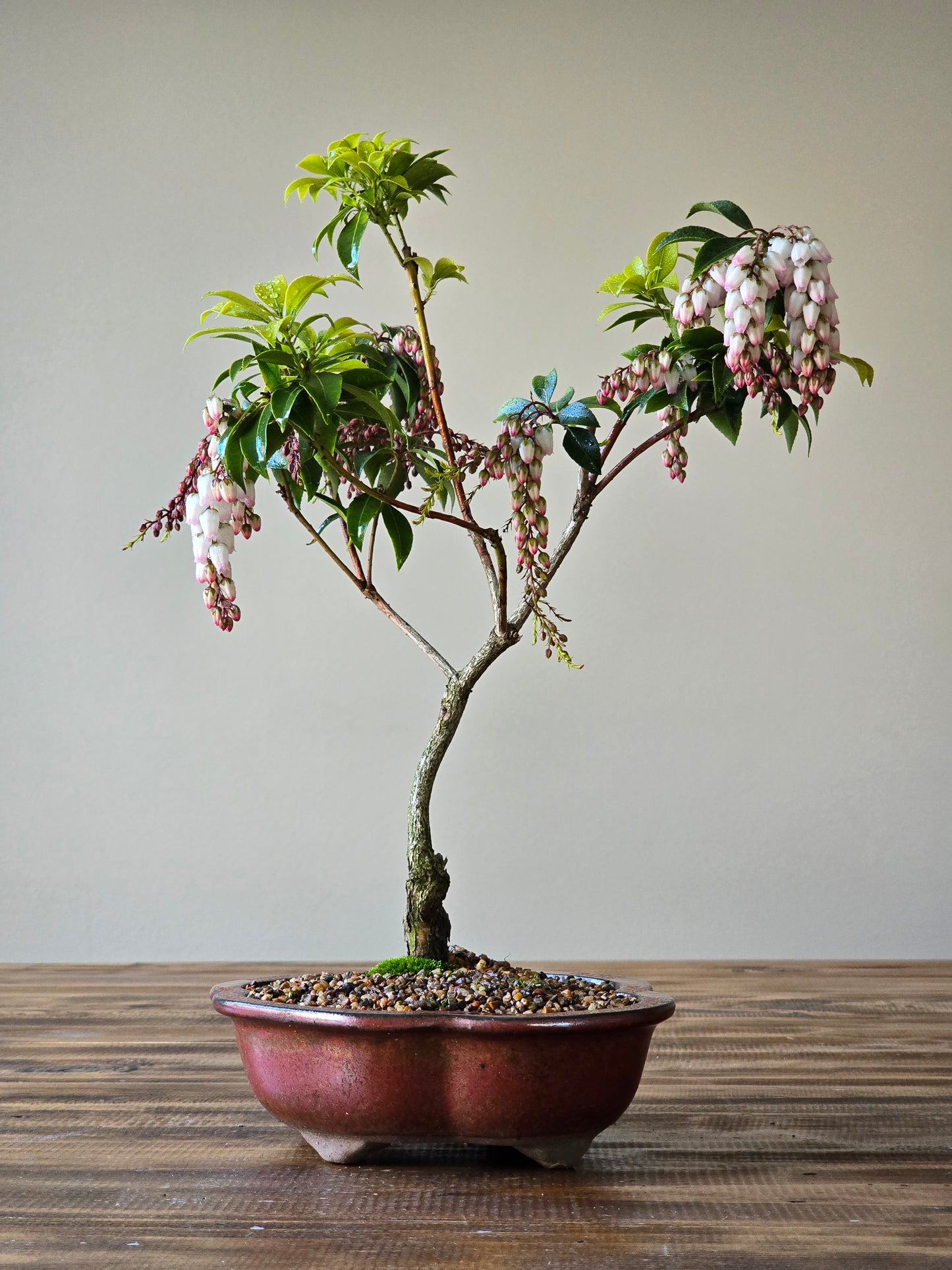 Pieris Japonica Bonsai