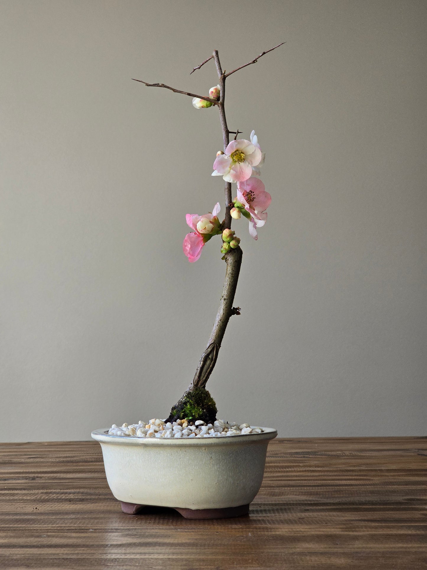 Quince Bonsai #04