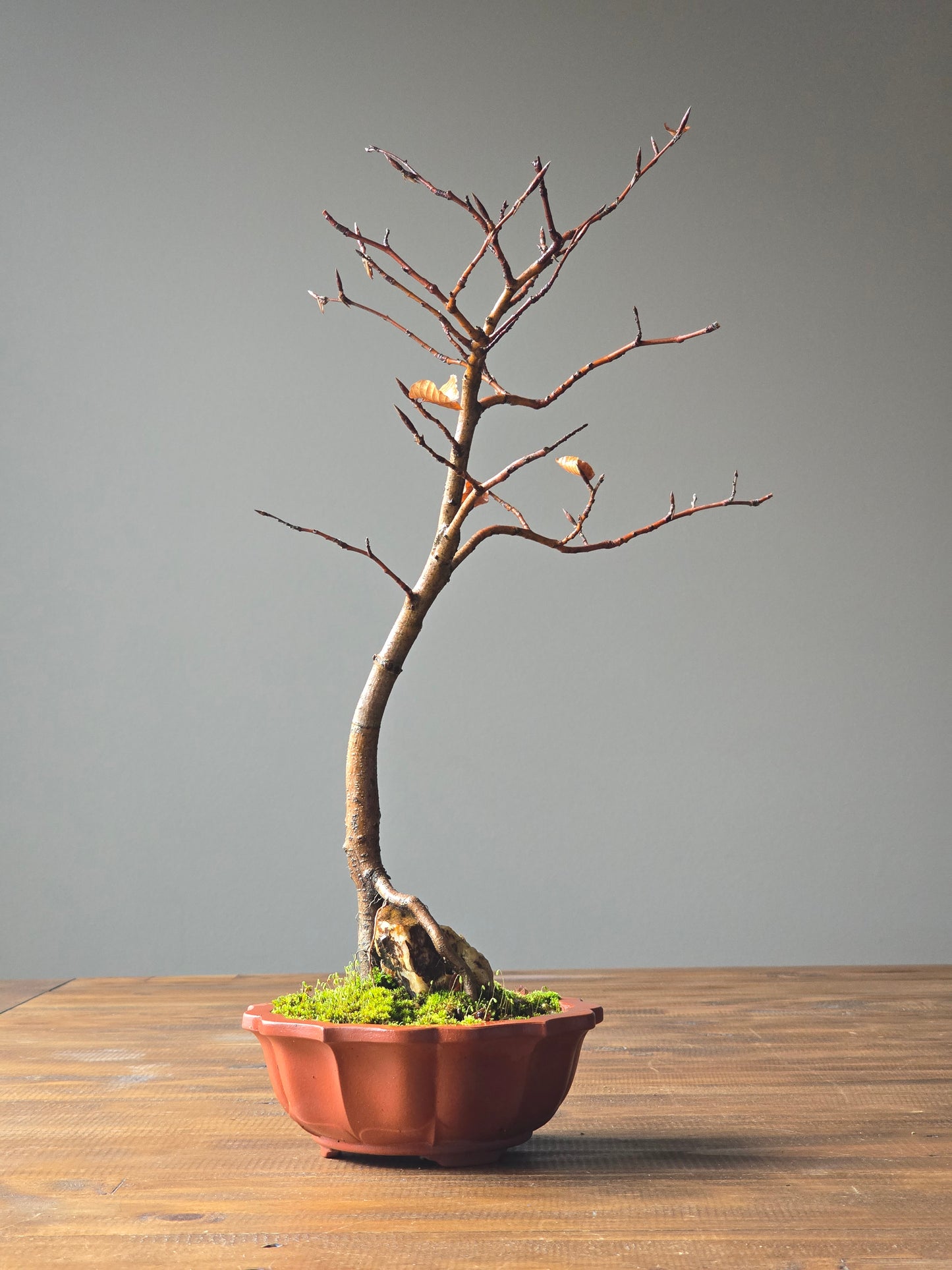 Copper Beech Root-Over-Rock Bonsai