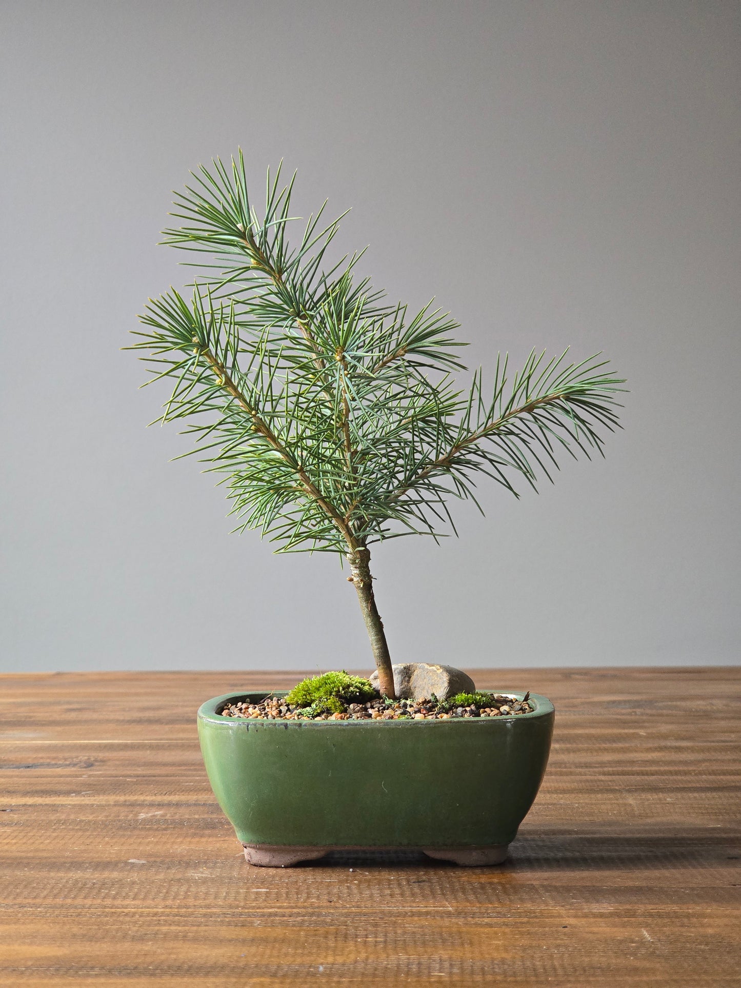 Cedrus Deodara Bonsai Starter