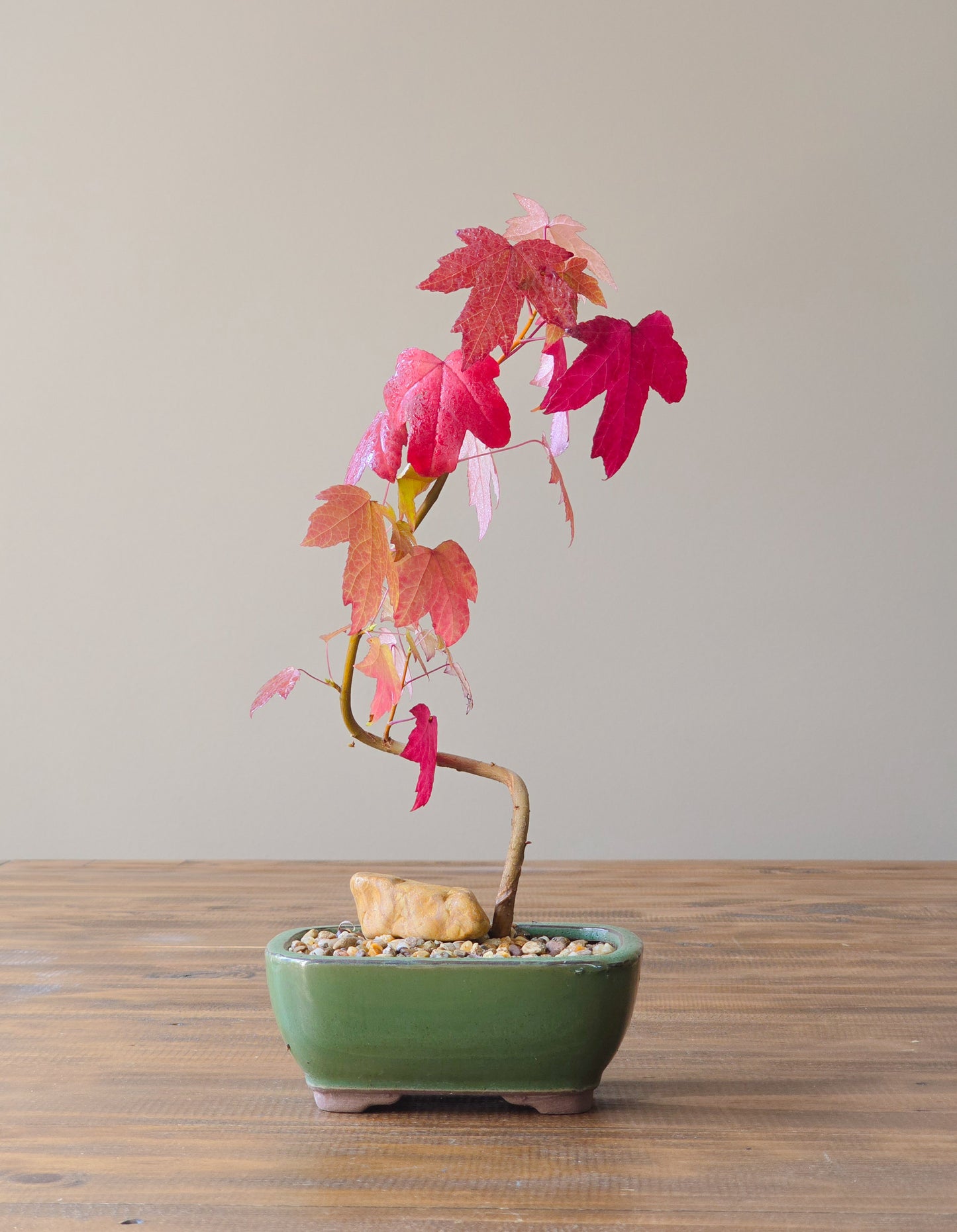 American Sweetgum Bonsai