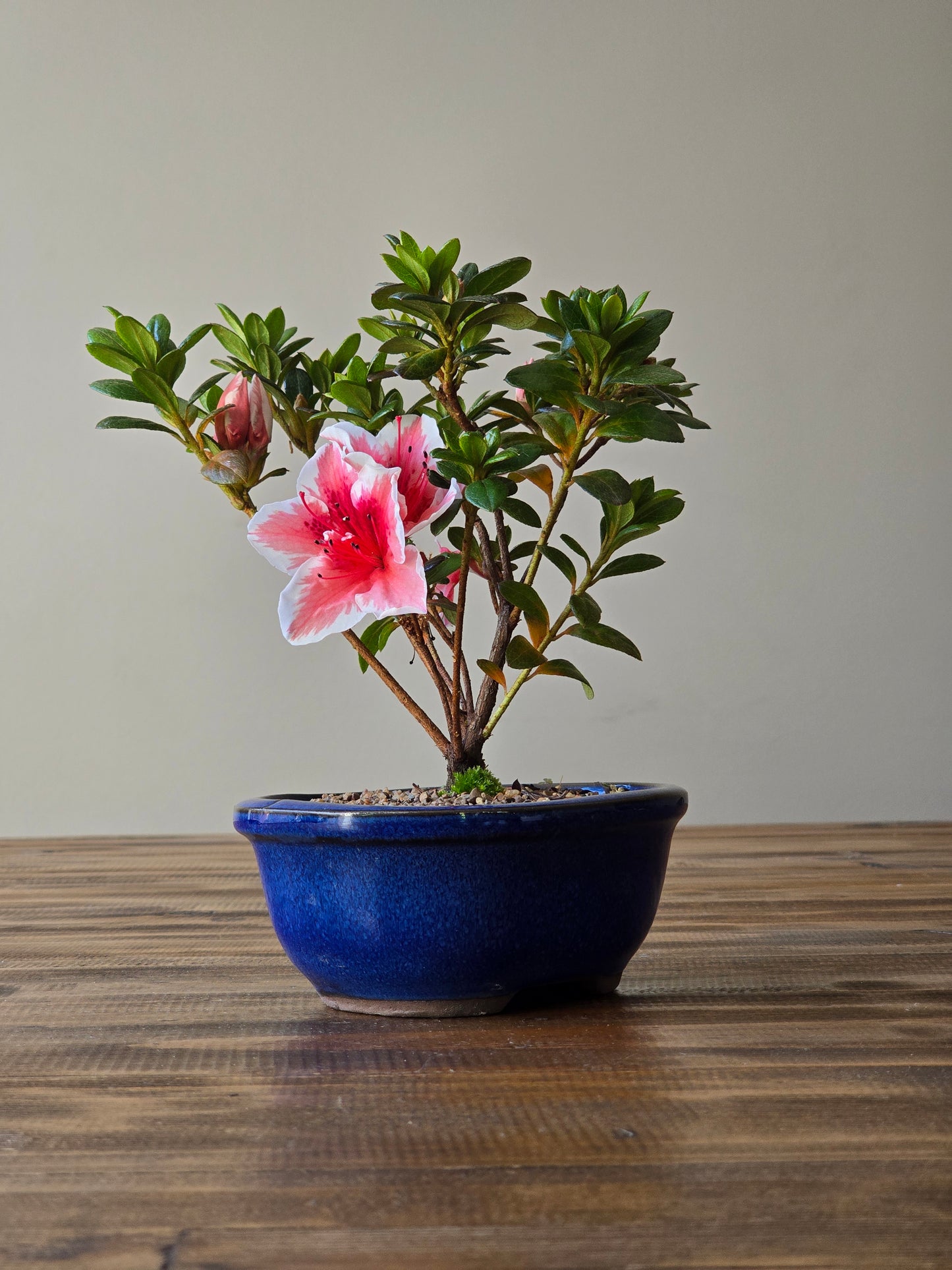 Azalea Bonsai Starter