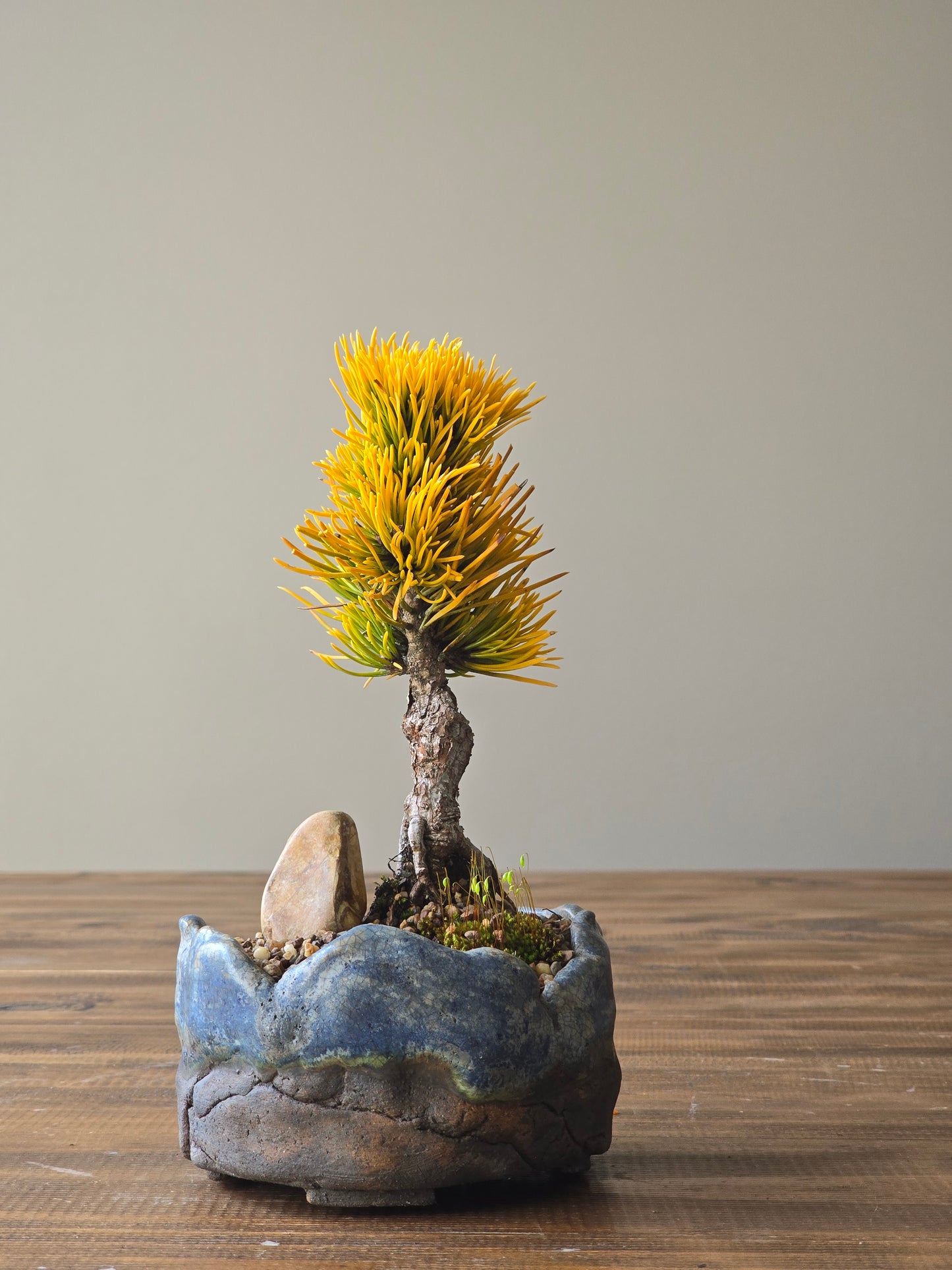 Mame Pinus Mugo - Winter Gold, handmade pot